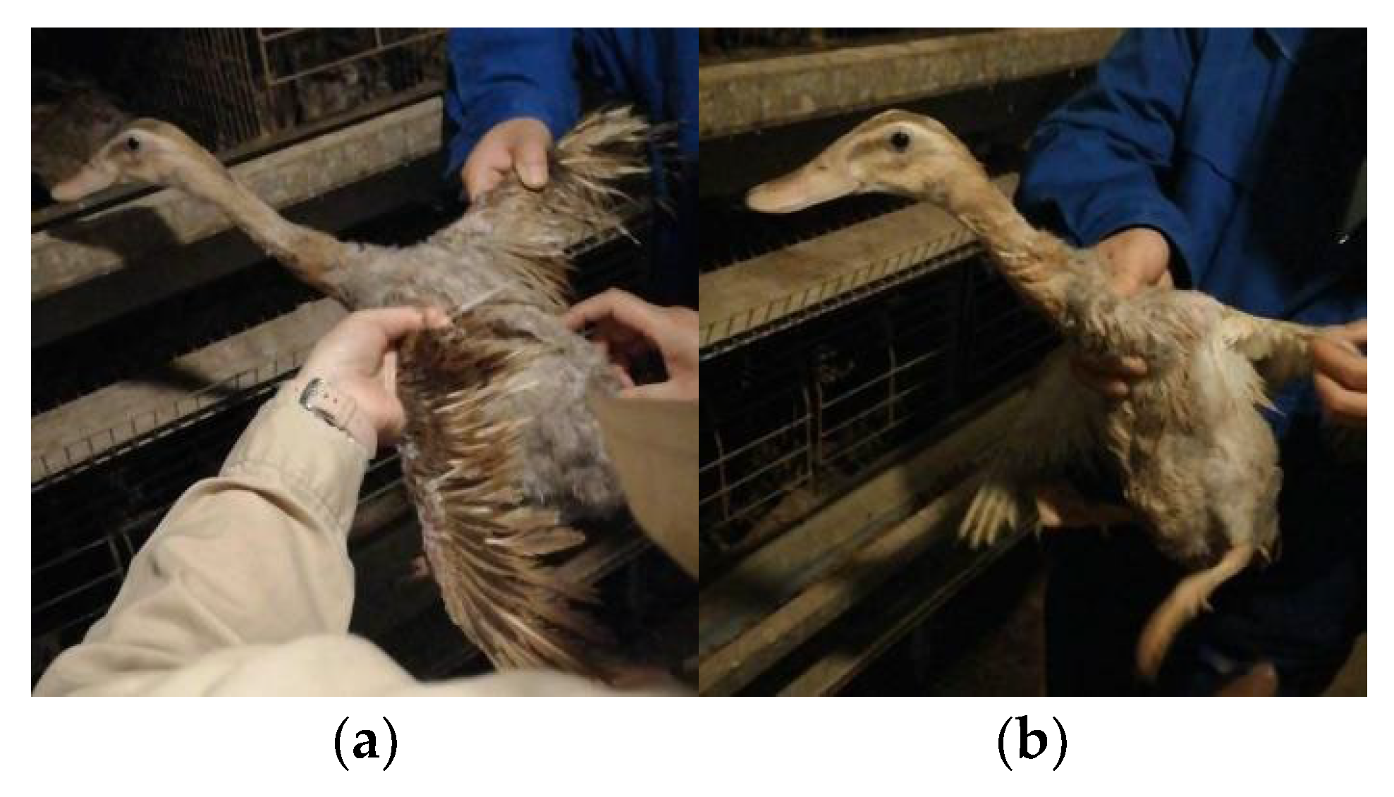 Agriculture 12 00485 g001 550