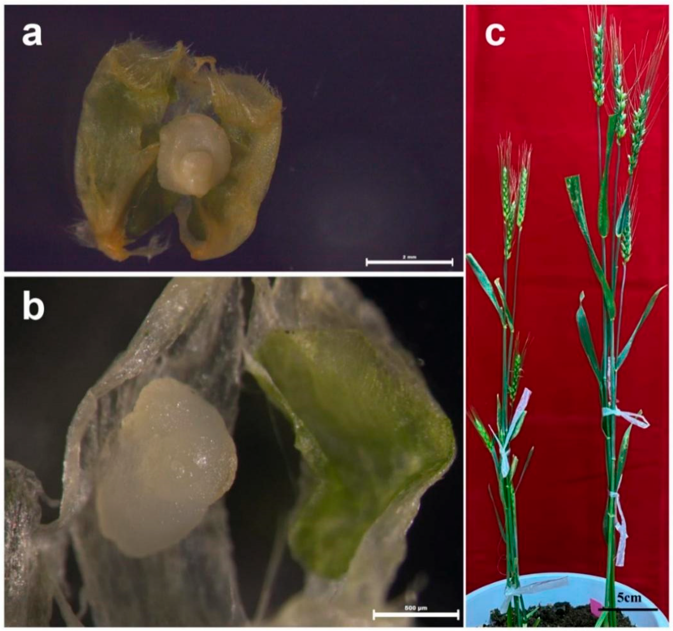 Agriculture 12 00587 g003