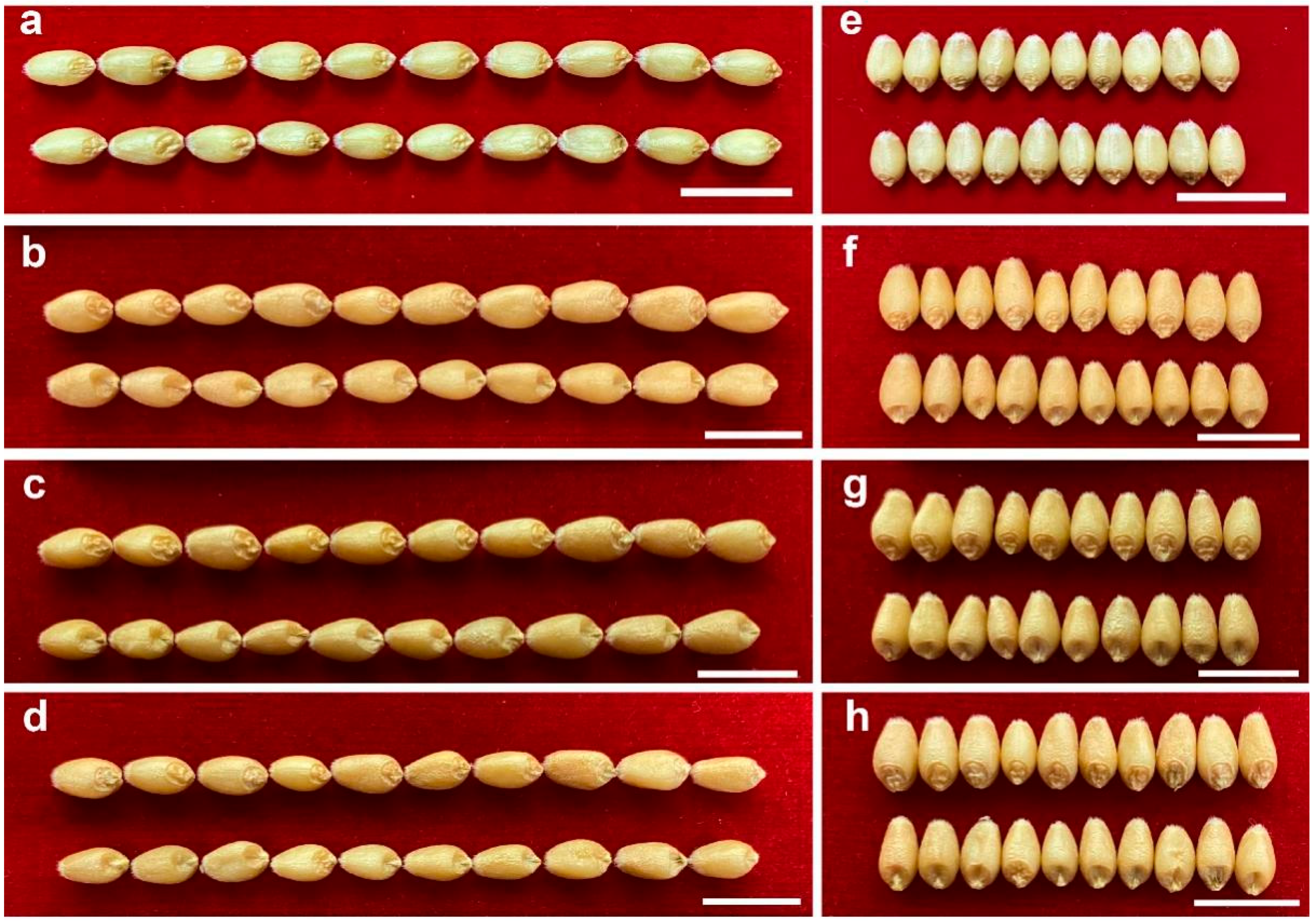 Agriculture 12 00587 g004