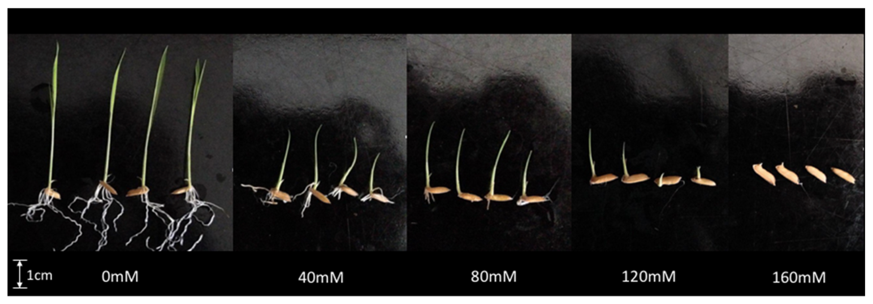 Agriculture 12 00638 g001
