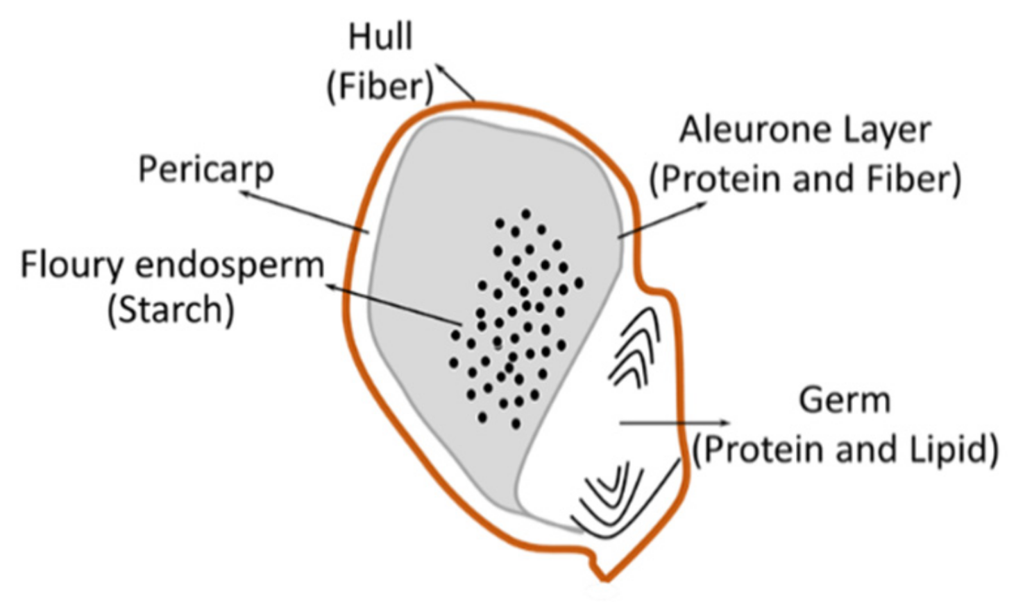 Agriculture Free FullText as a Potential Valuable Aquafeed Ingredient Nutritional