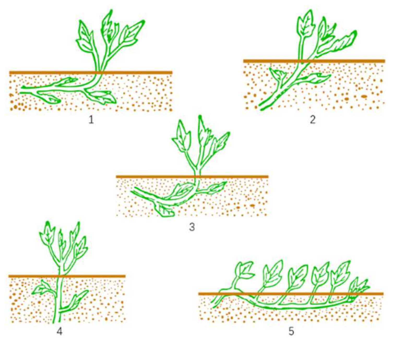 Agriculture 12 00675 g001 550