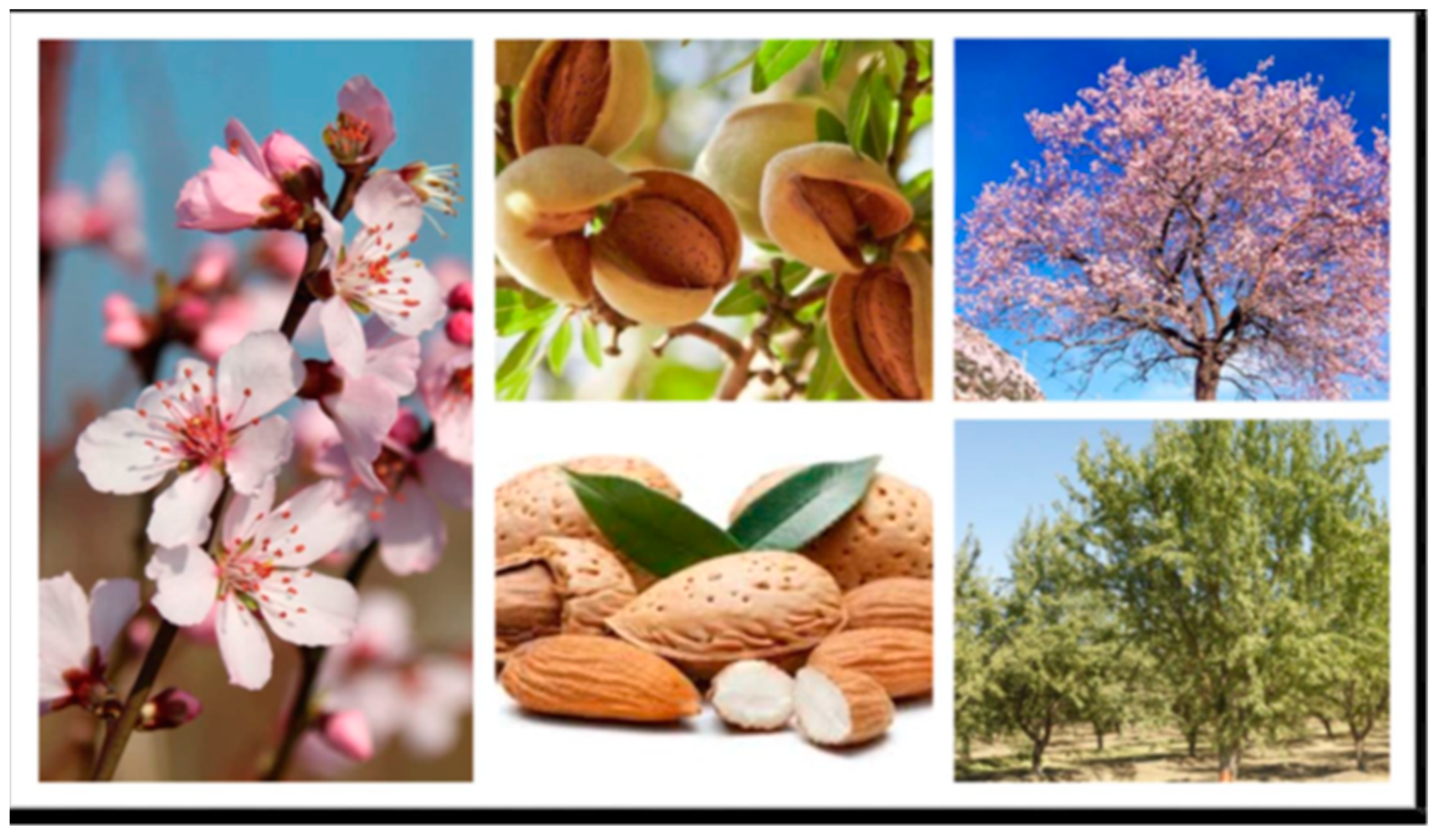 Agriculture 12 00710 g001 550