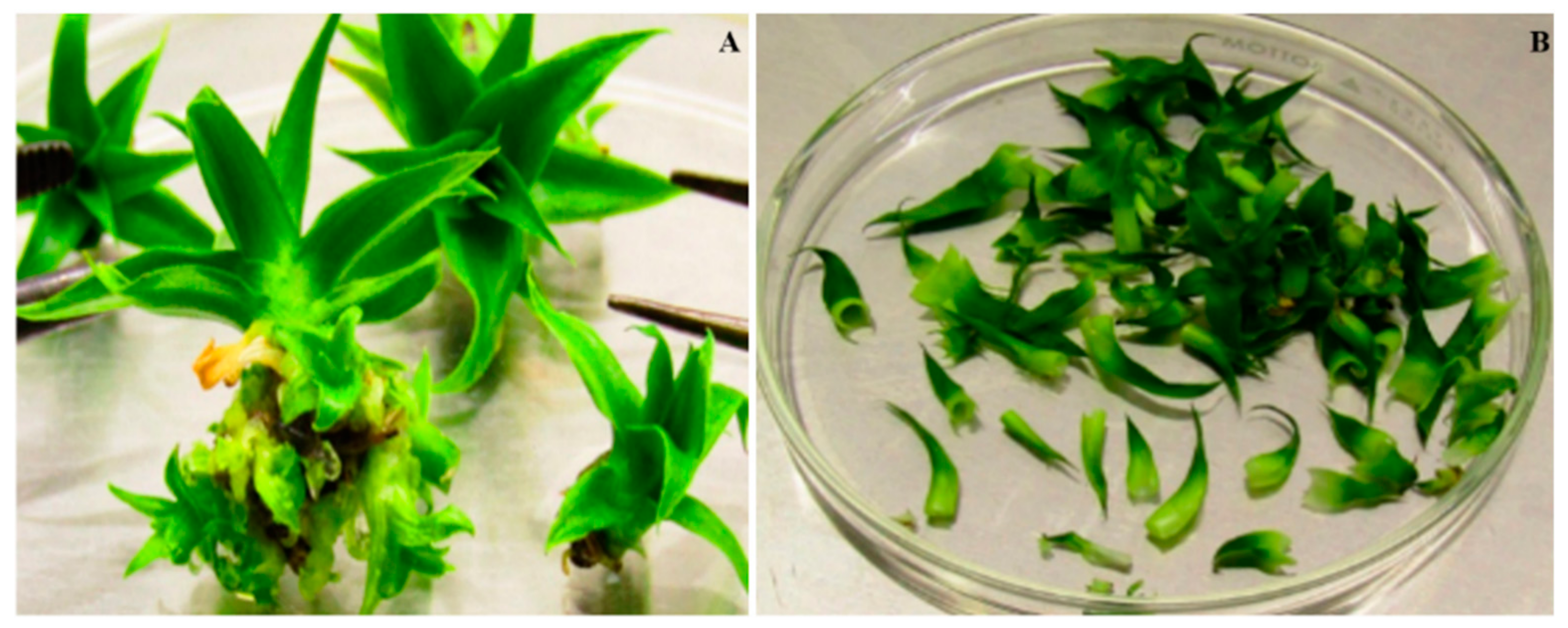 Agriculture 12 00713 g001