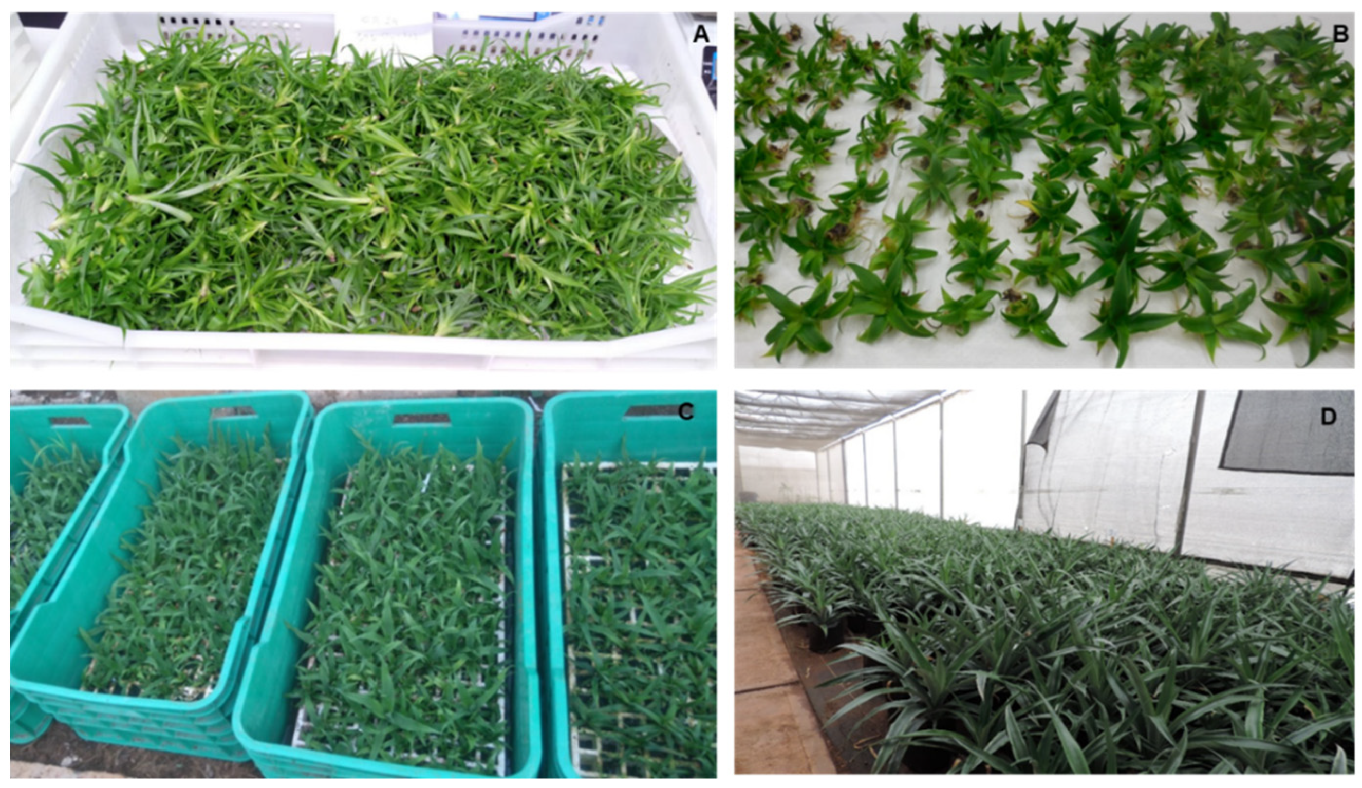 Agriculture 12 00713 g006