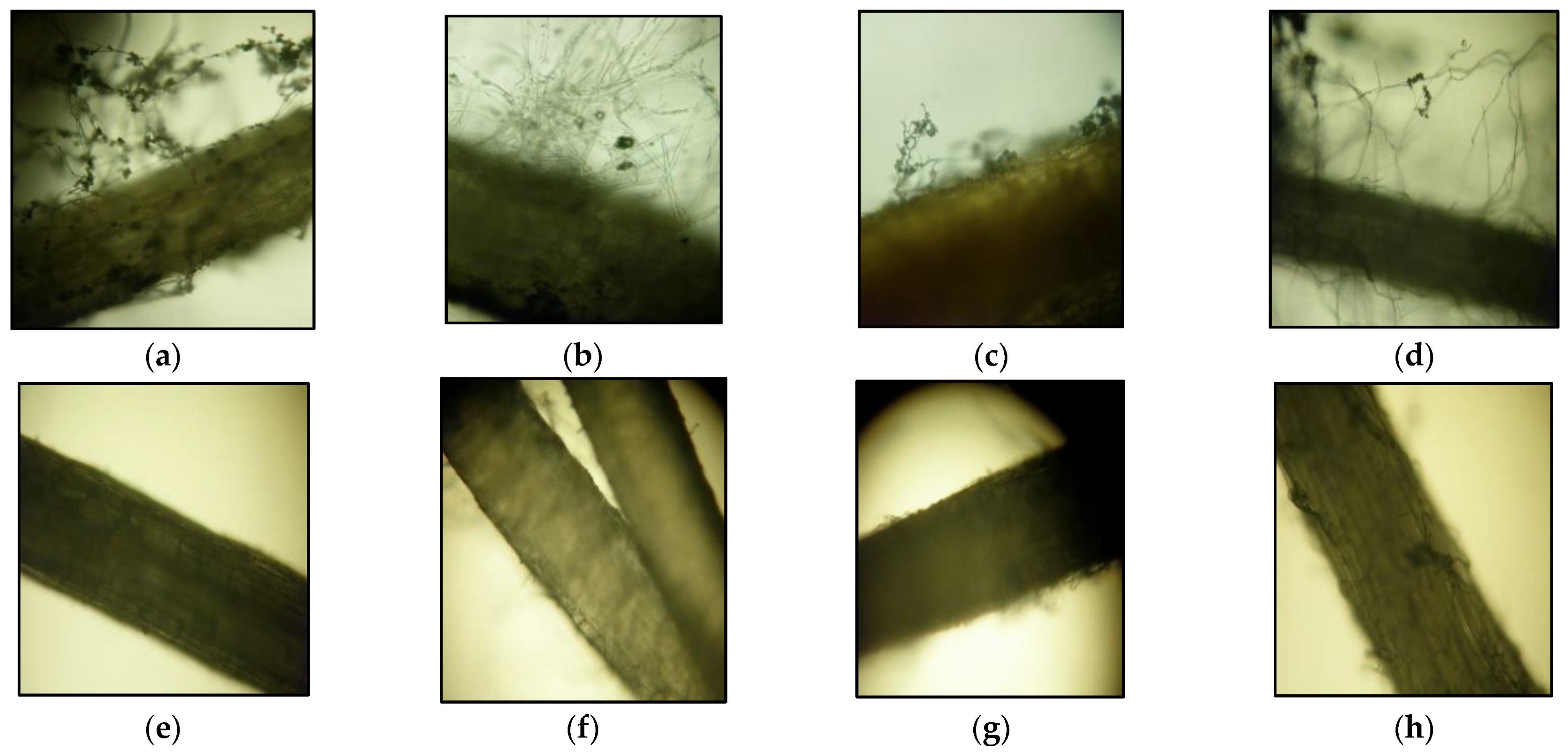 Agriculture 12 00714 g003