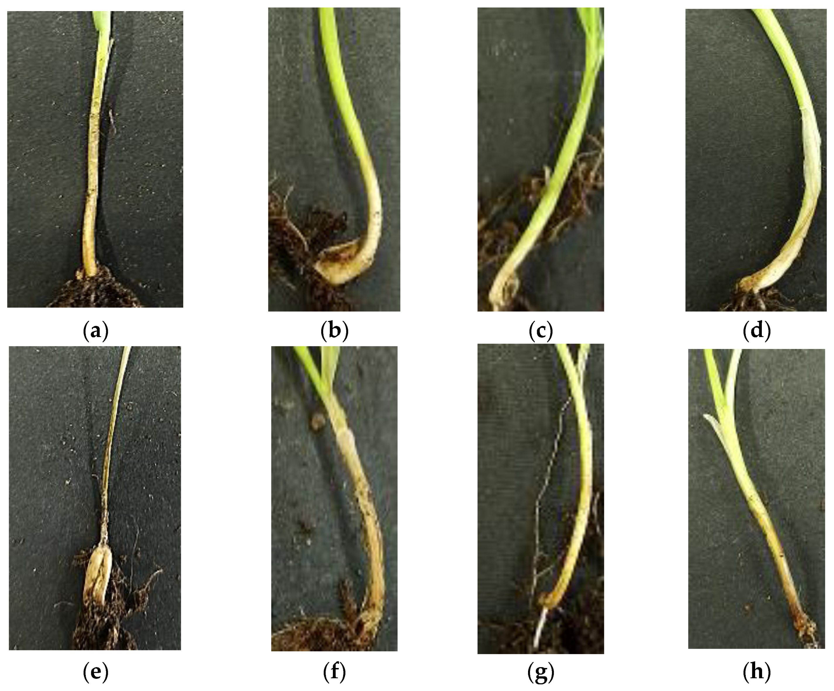 Agriculture 12 00714 g004