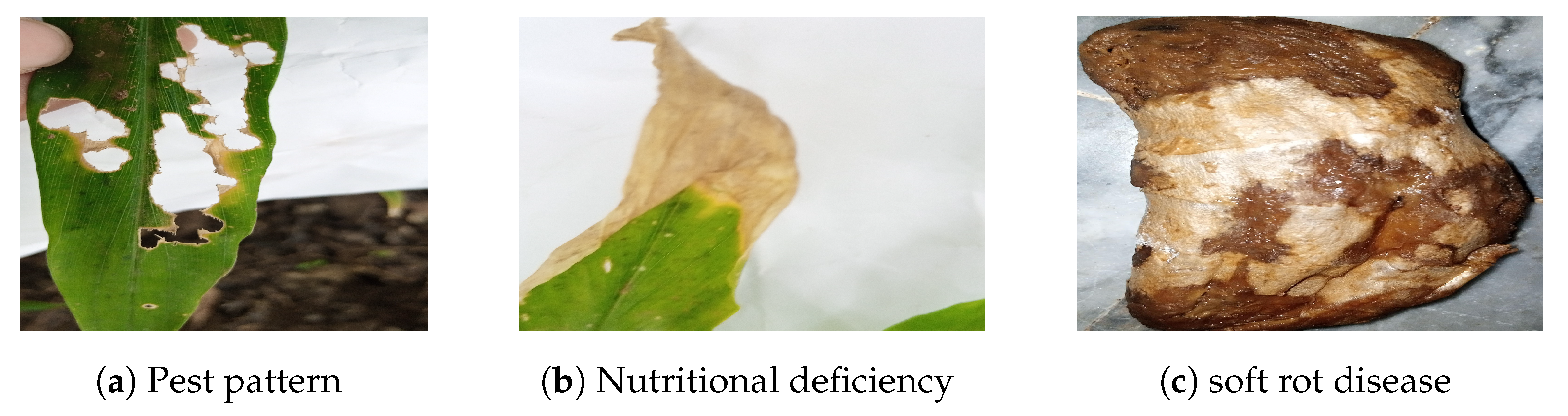 Agriculture 12 00742 g003 550