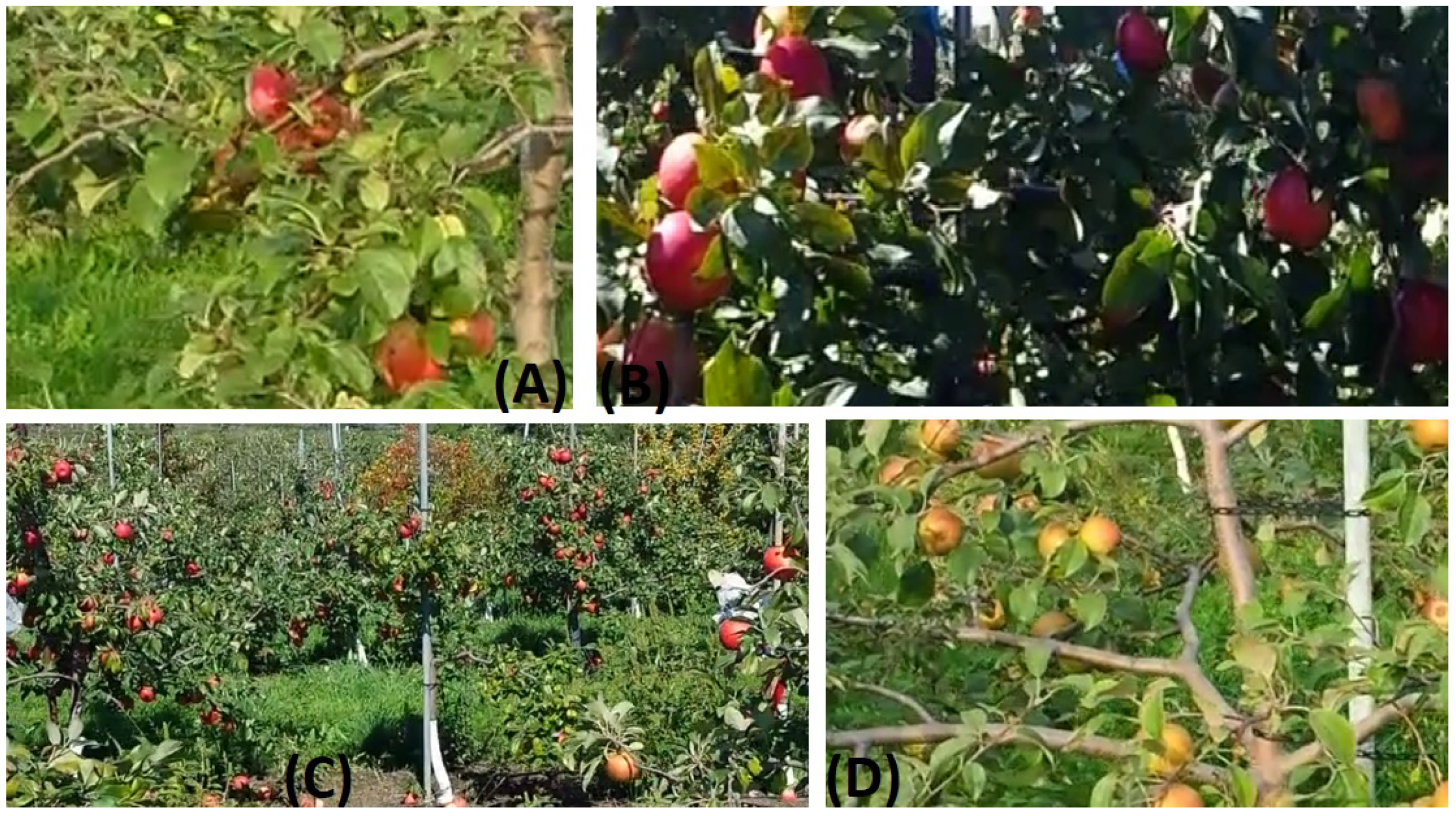 Agriculture 12 00756 g002 550