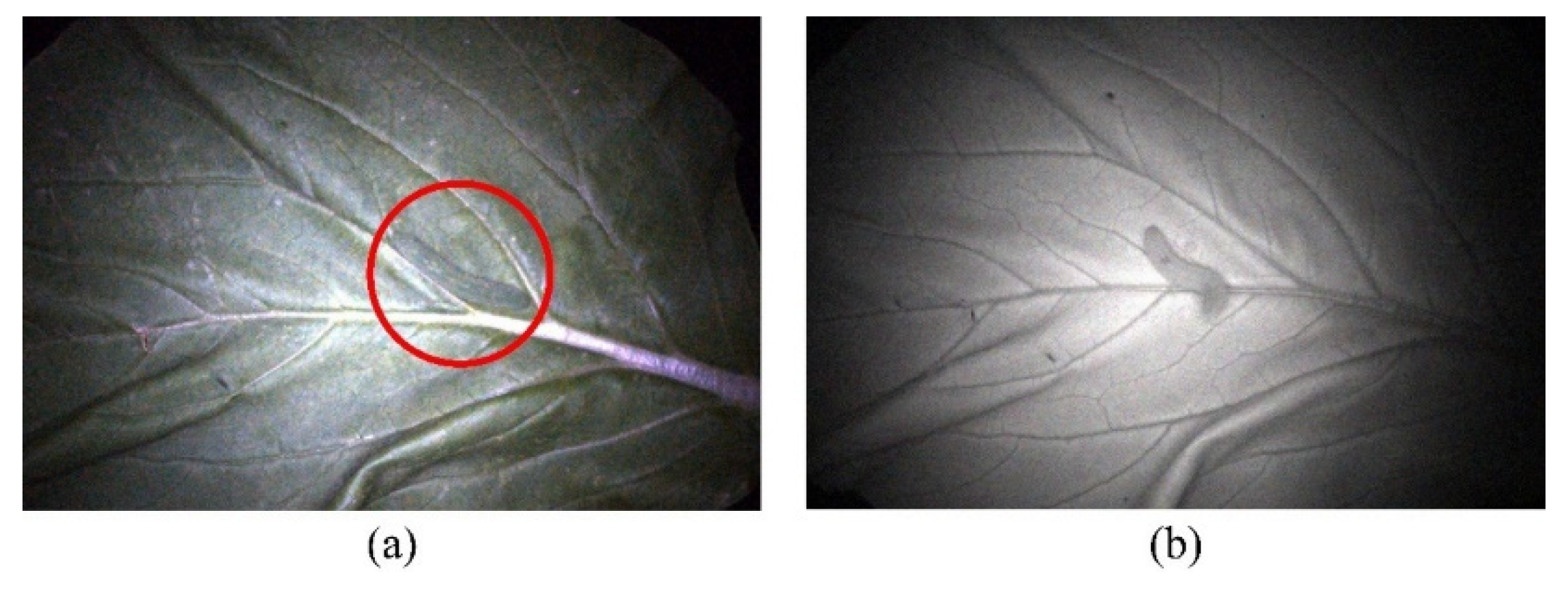 Agriculture 12 00766 g001 550