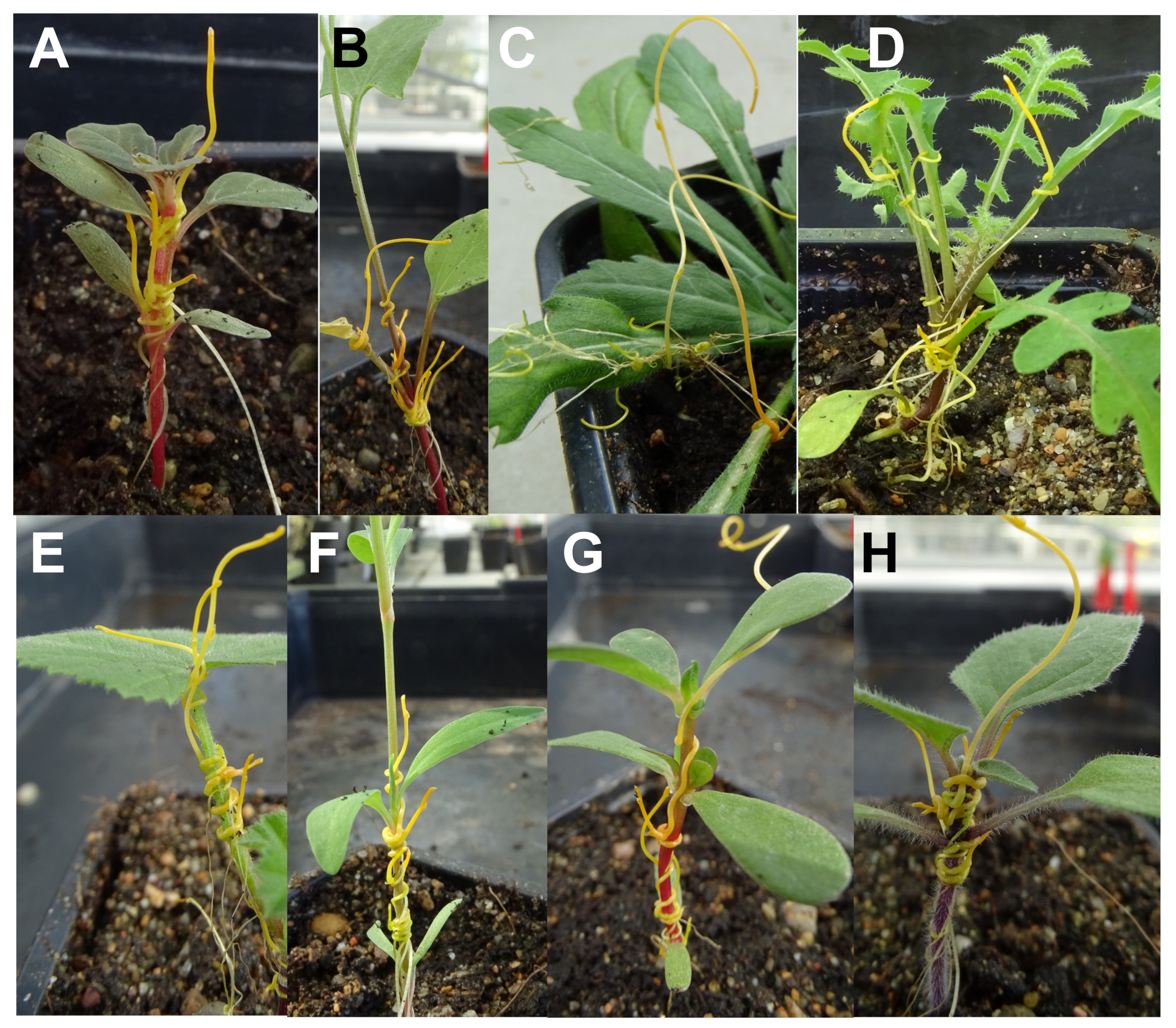 Agriculture 12 00790 g004
