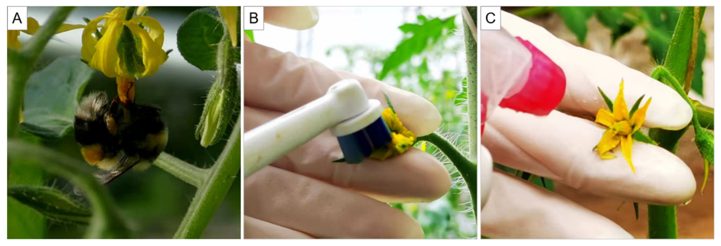 Agriculture 12 00795 g001