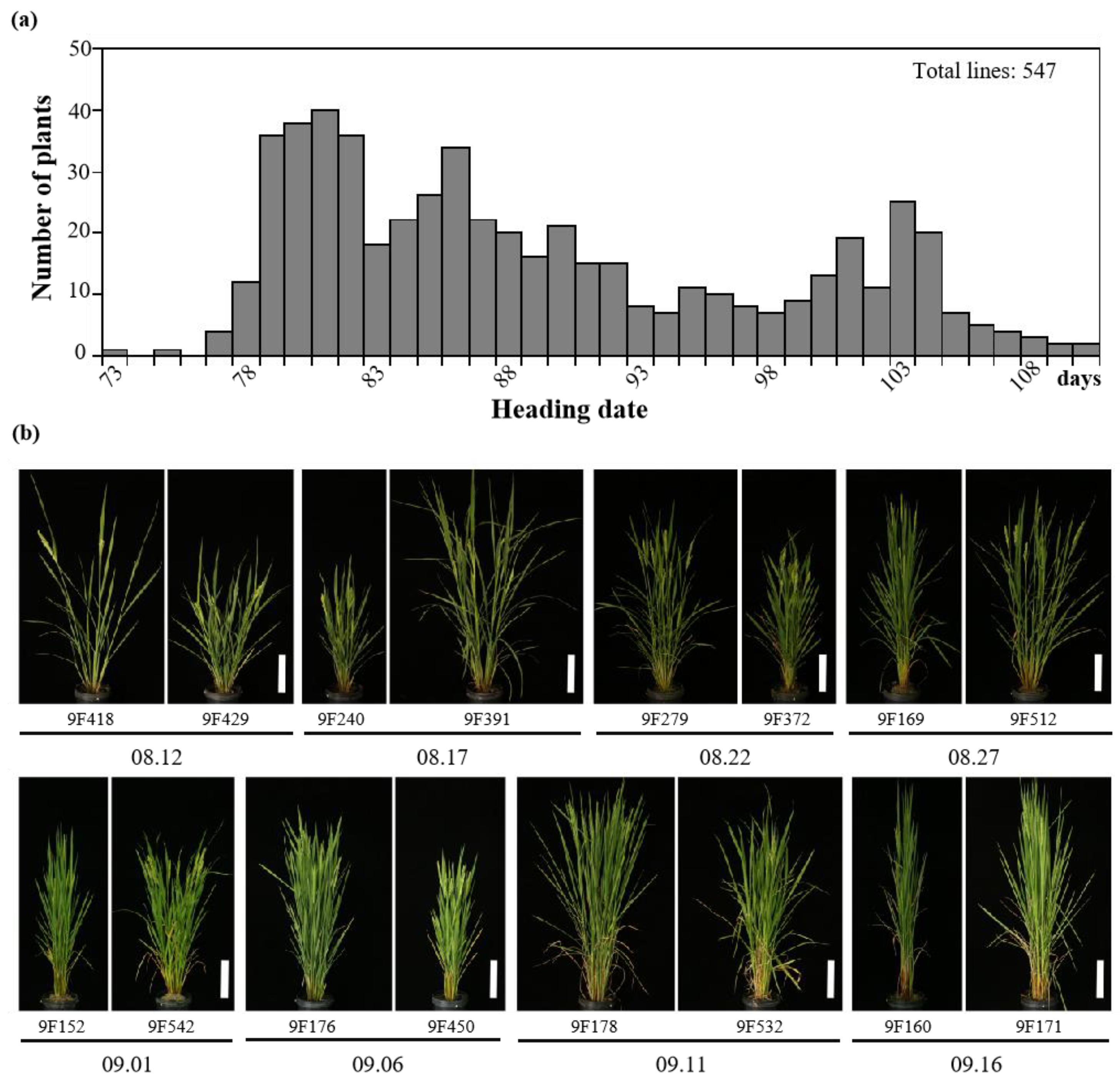Agriculture 12 00806 g004 550