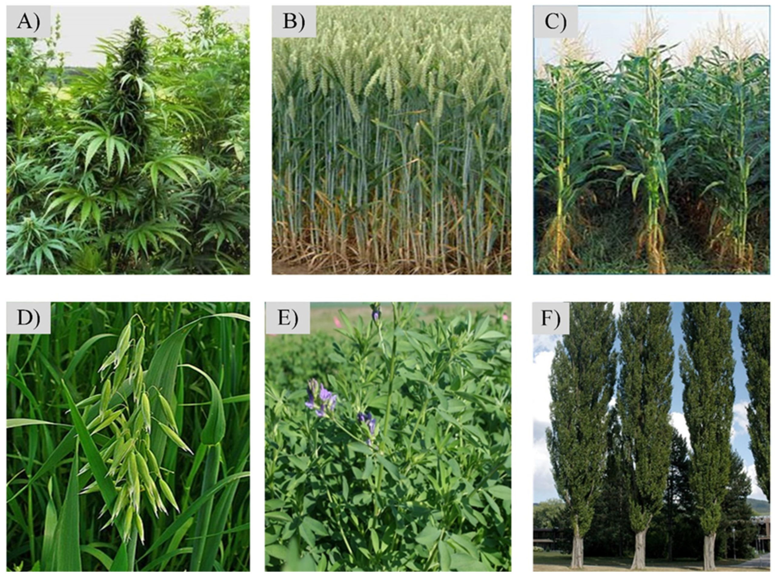 Agriculture 12 00842 g003