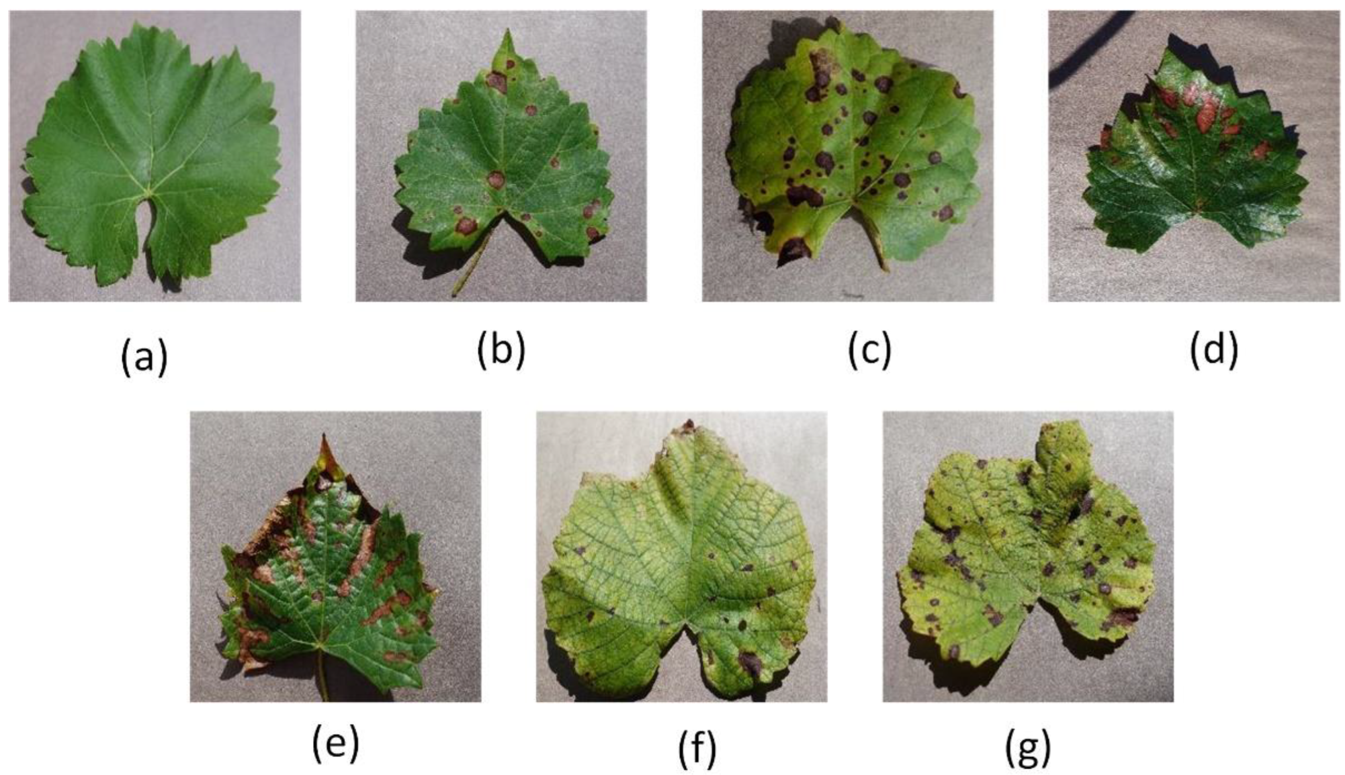 Agriculture 12 00887 g001