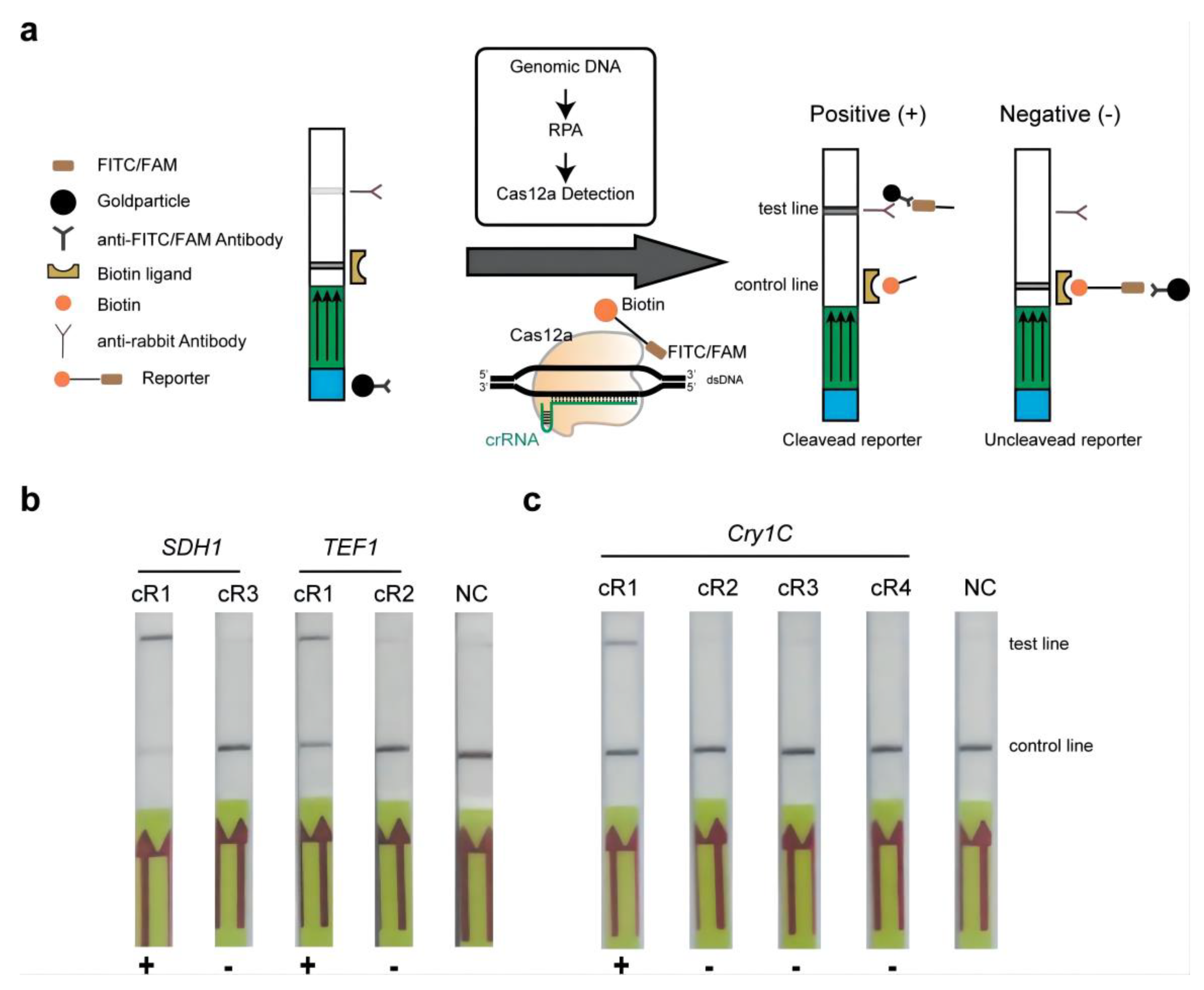 Agriculture 12 00888 g005