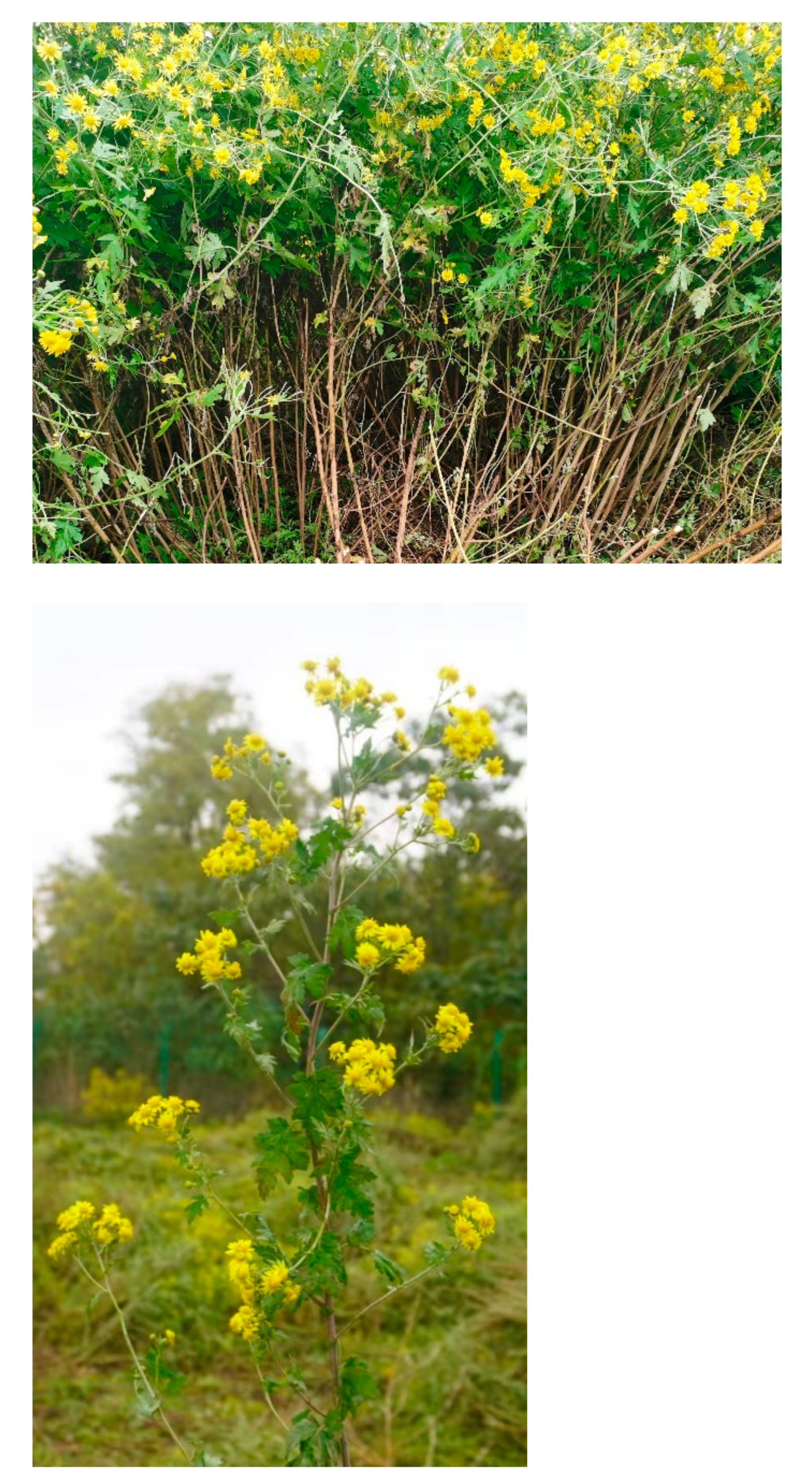 Agriculture 12 00894 g001