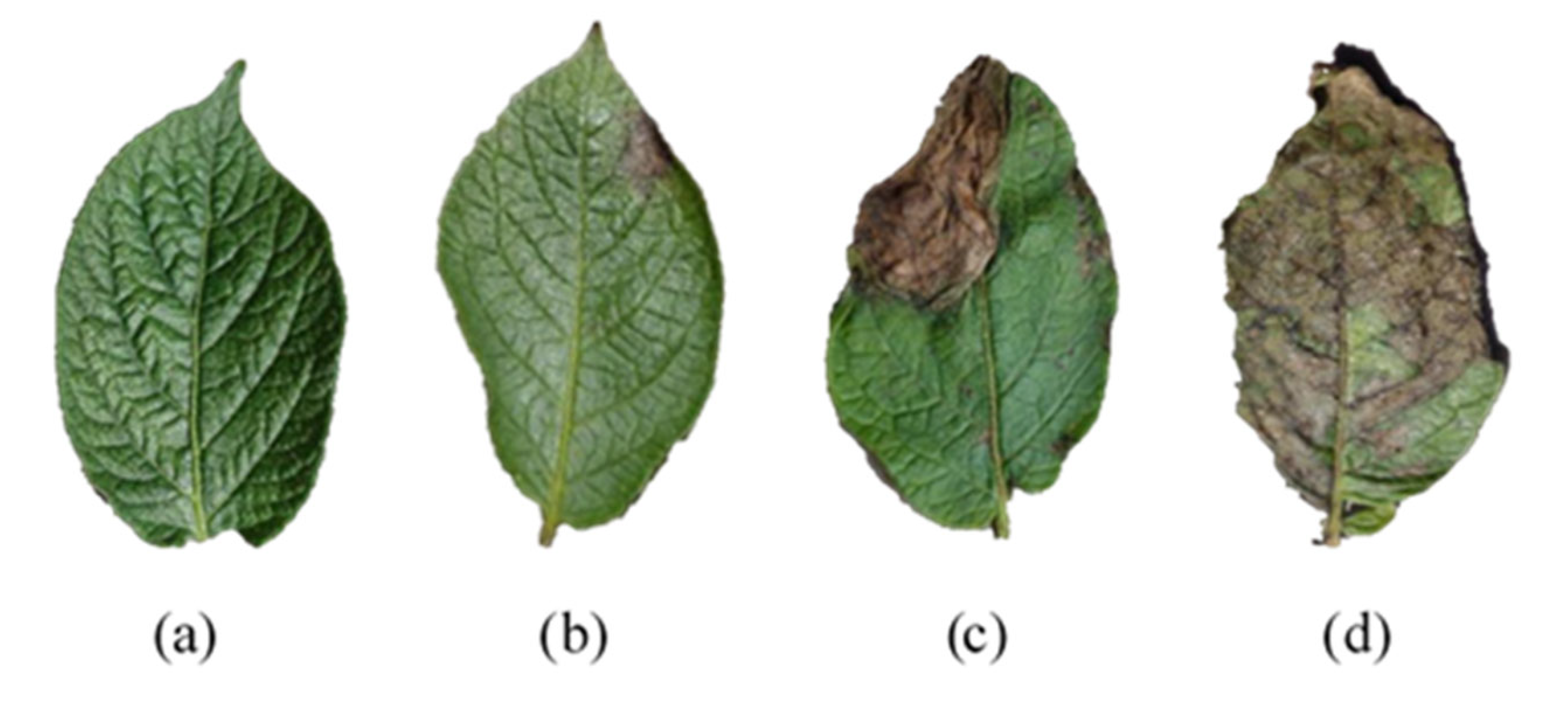 Agriculture 12 00897 g001 550