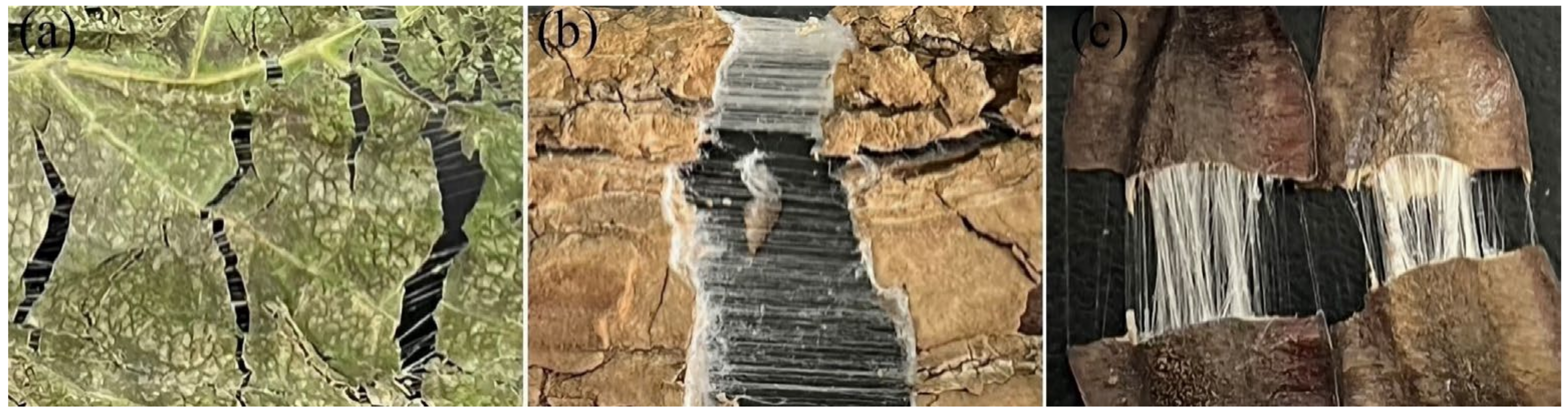 Agriculture 12 00904 g001 550