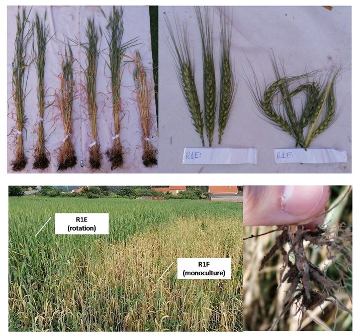 Agriculture 12 00905 g002 550