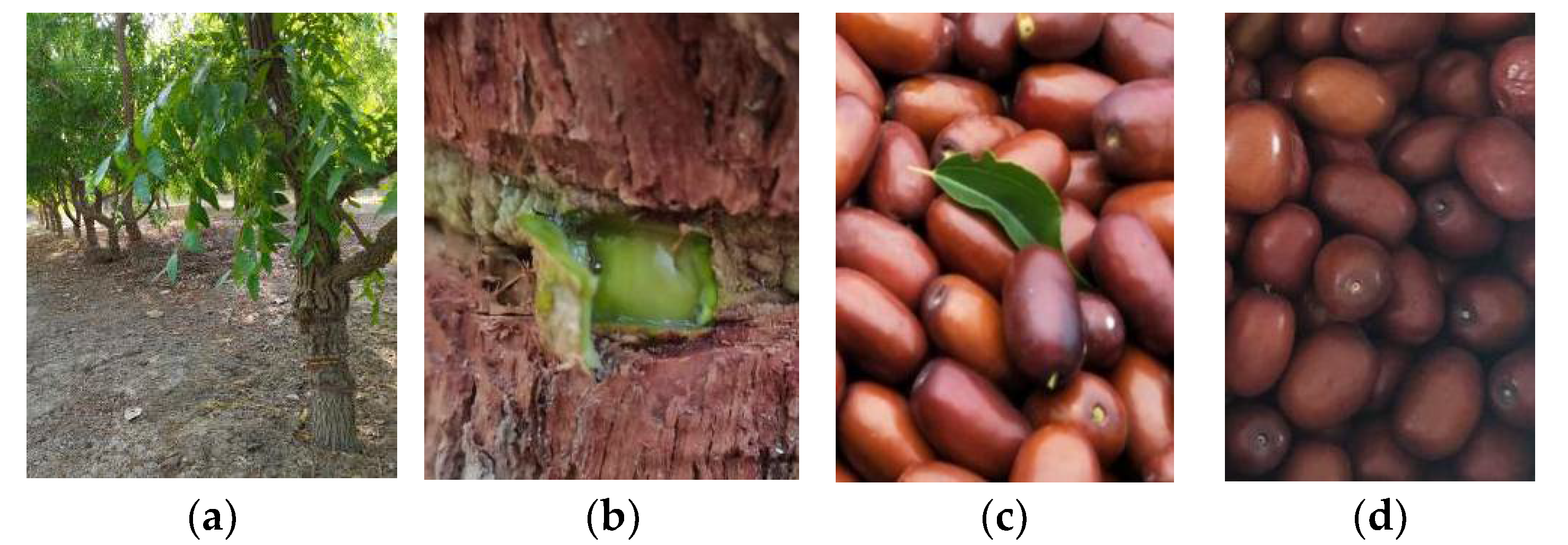 Agriculture 12 00922 g001