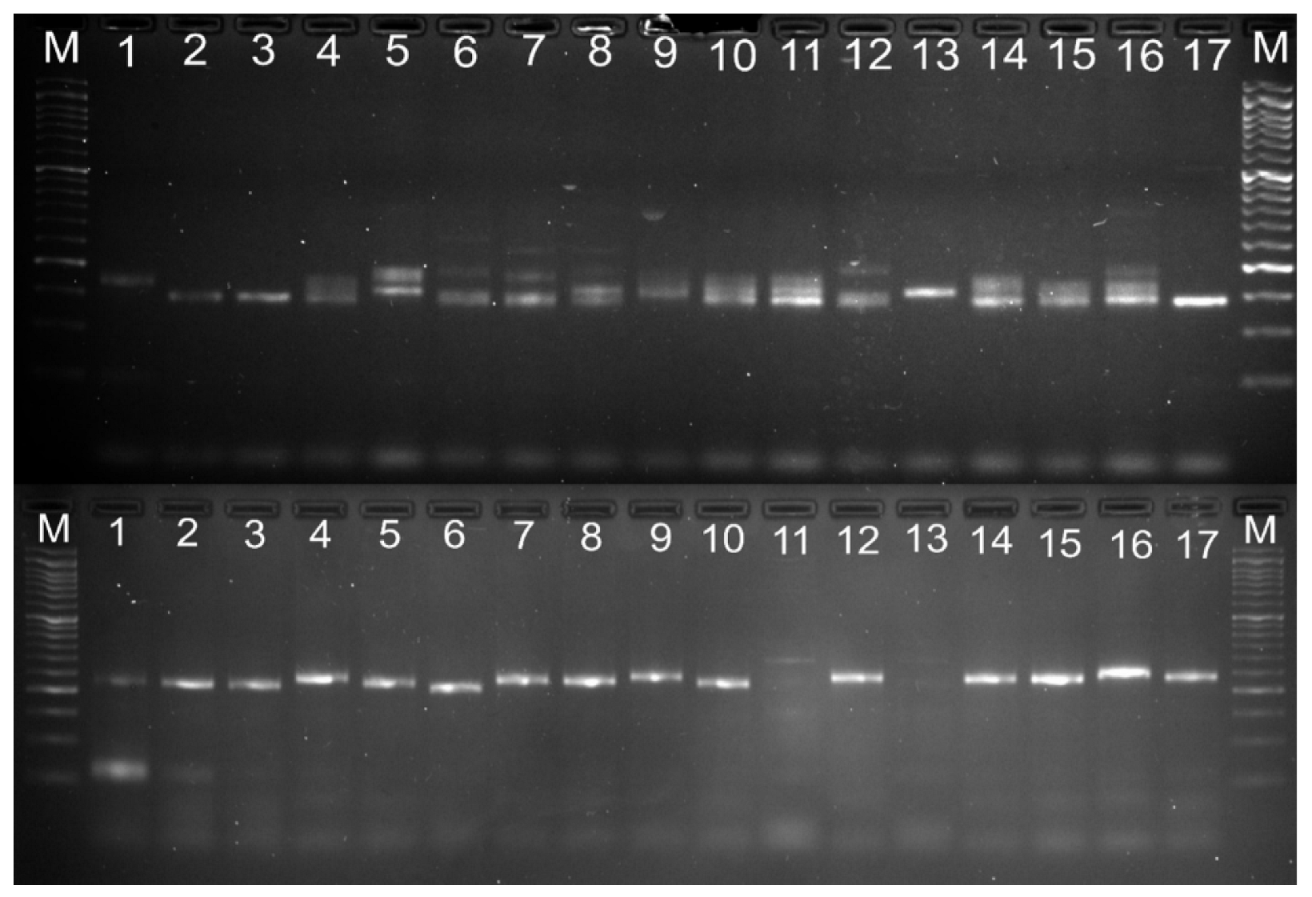 Agriculture 12 00966 g002