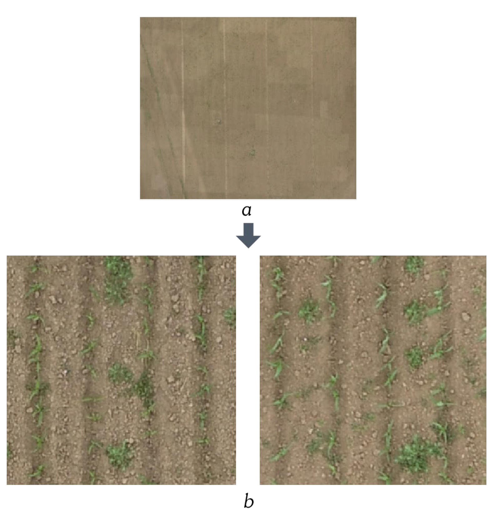 Agriculture 12 00975 g003 550