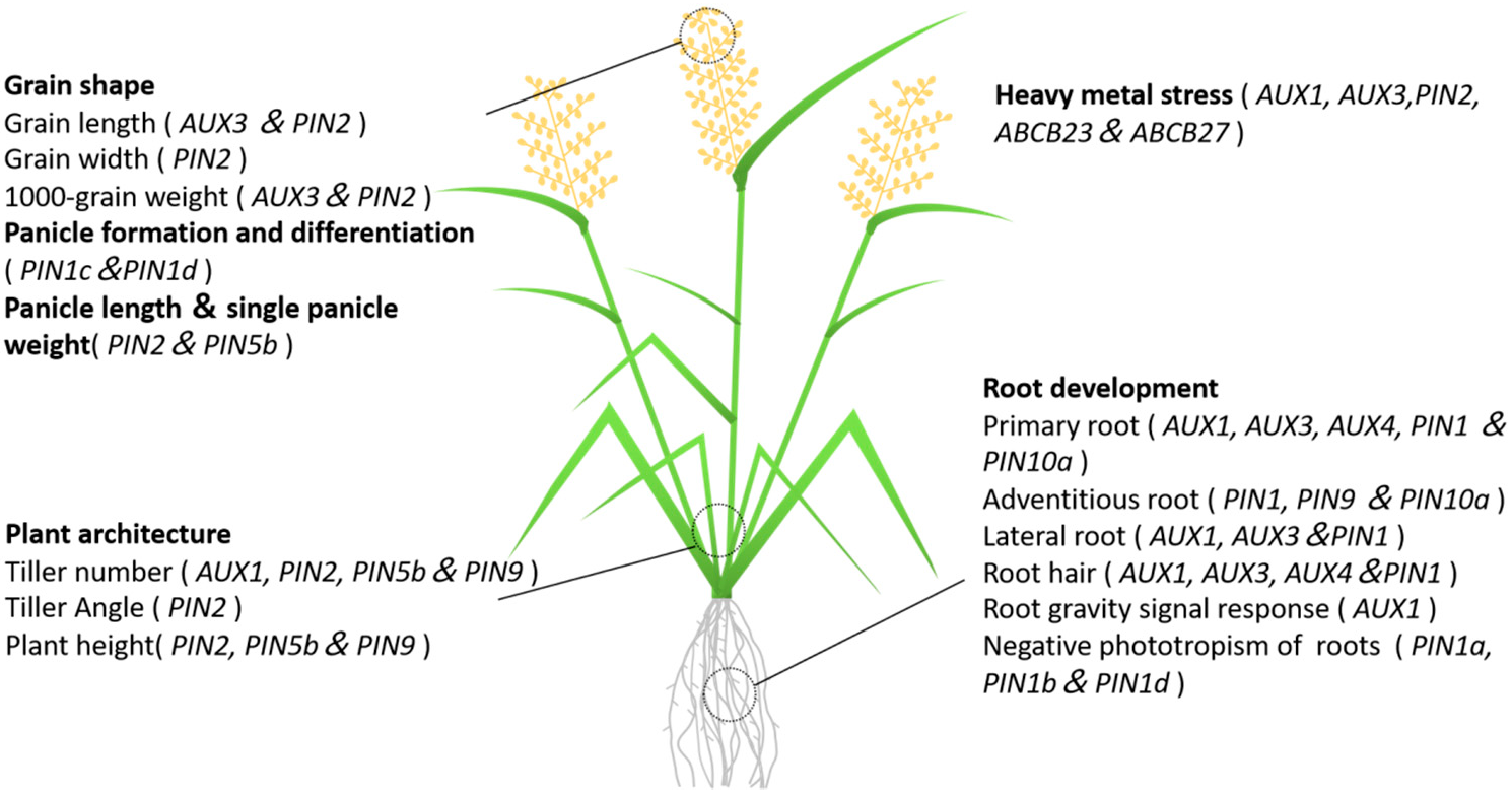 Agriculture 12 00989 g004