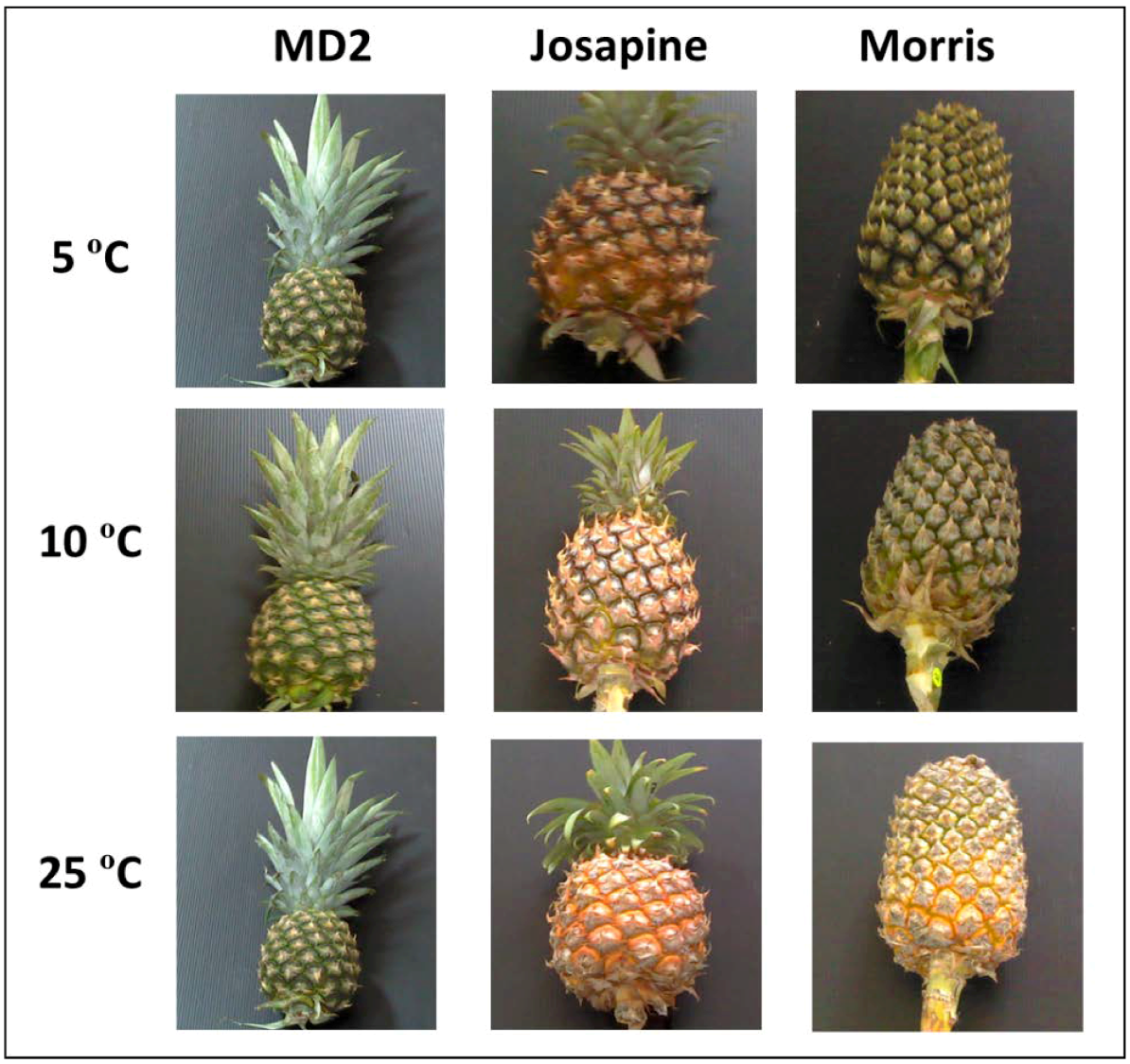 Agriculture Free FullText Characterisation of Pineapple Cultivars