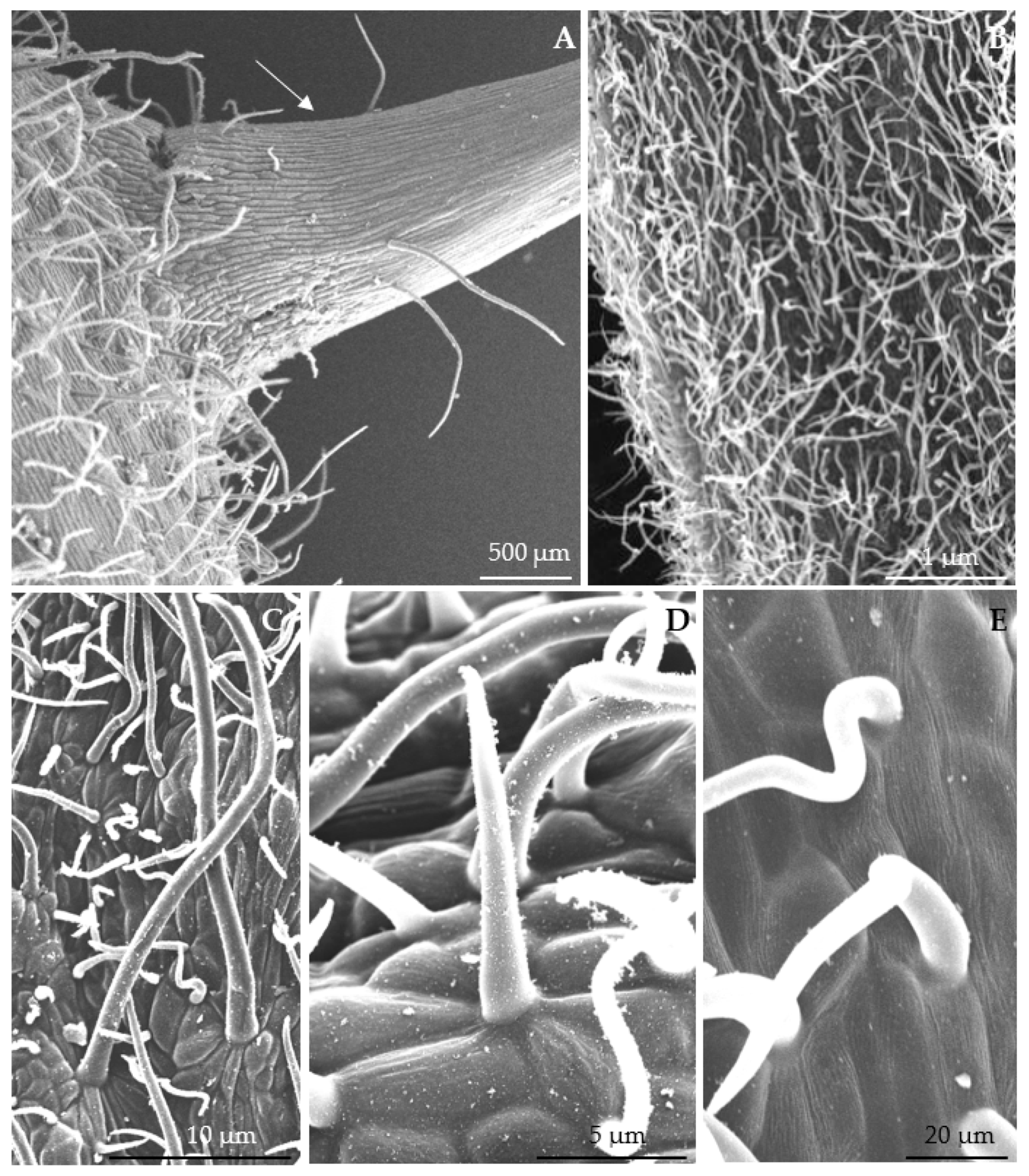 Agriculture 12 01017 g002