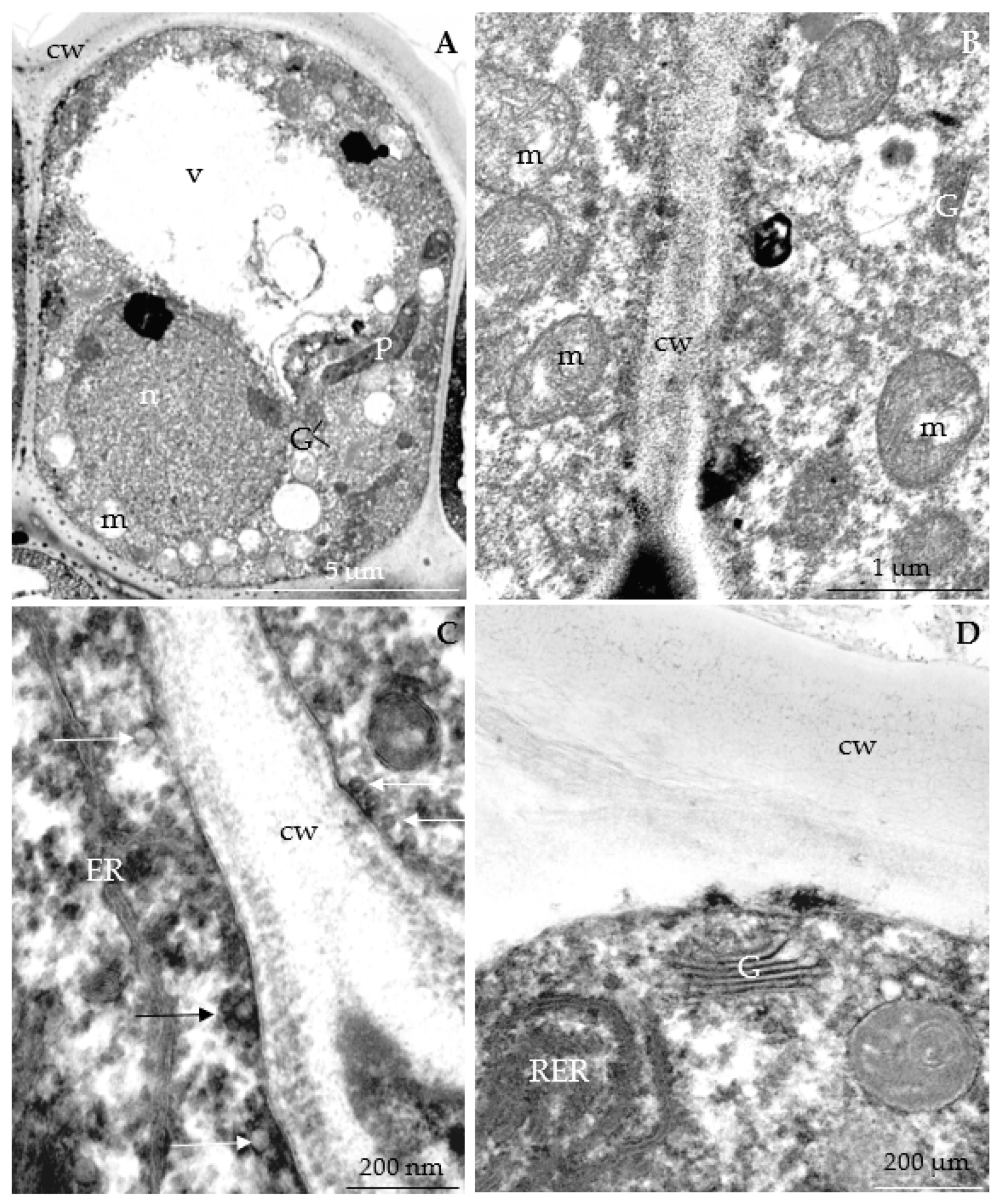Agriculture 12 01017 g022