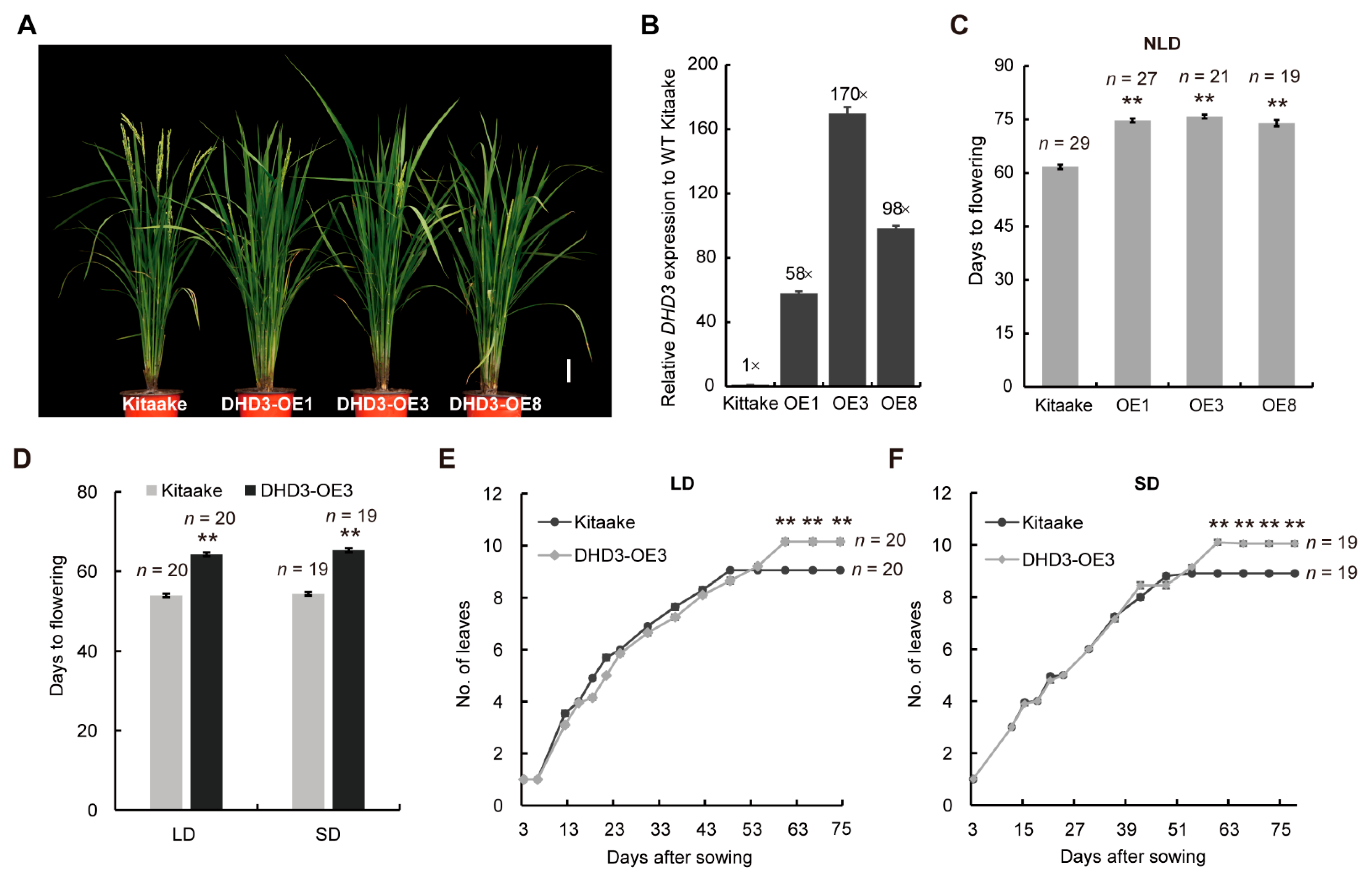 DELAYED HEADING DATE3, Encoding a Heat Shock Transcription DELAYED HEADING DATE3, Encoding a Heat Shock Transcription