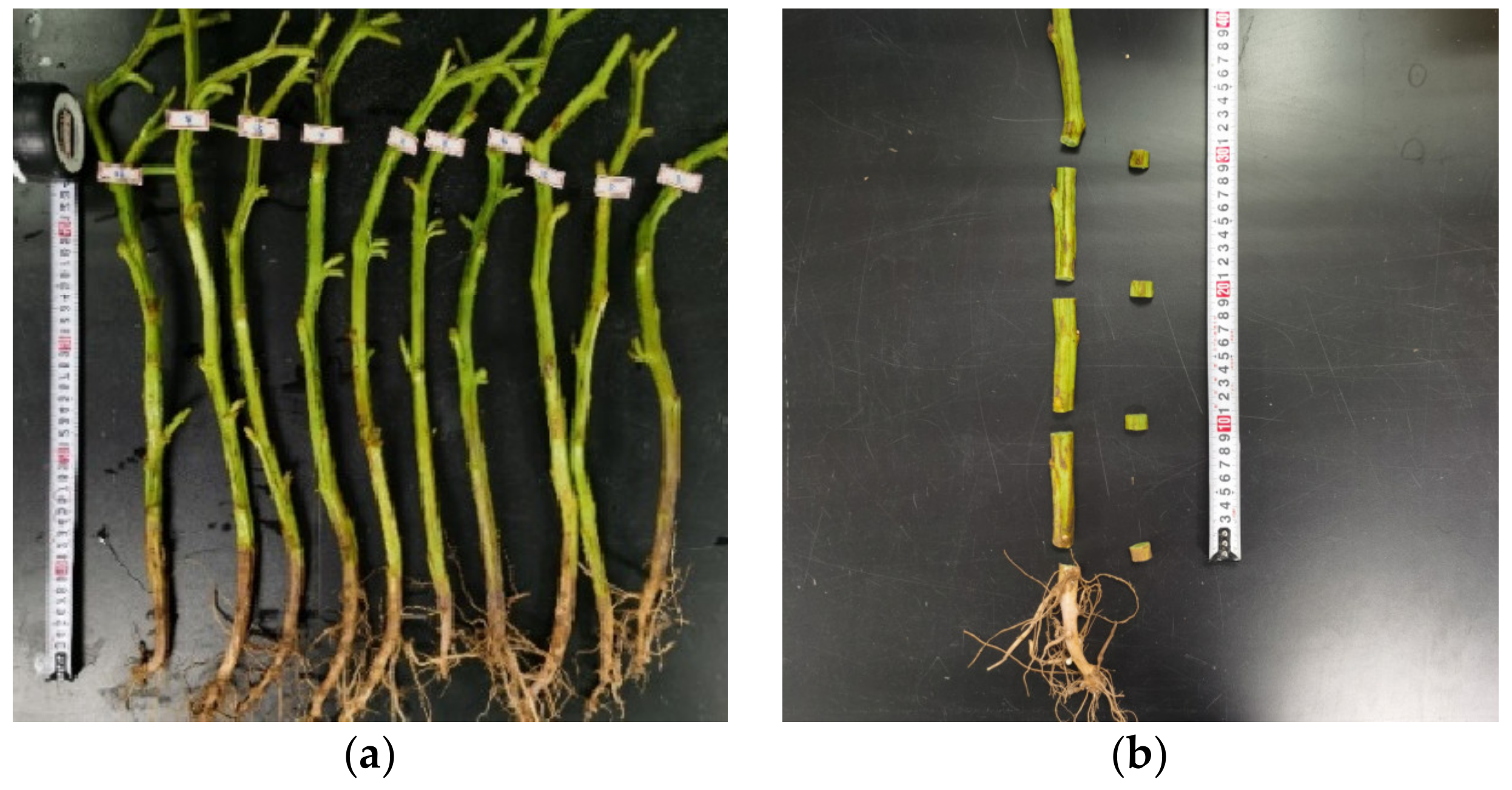 Agriculture 12 01026 g001