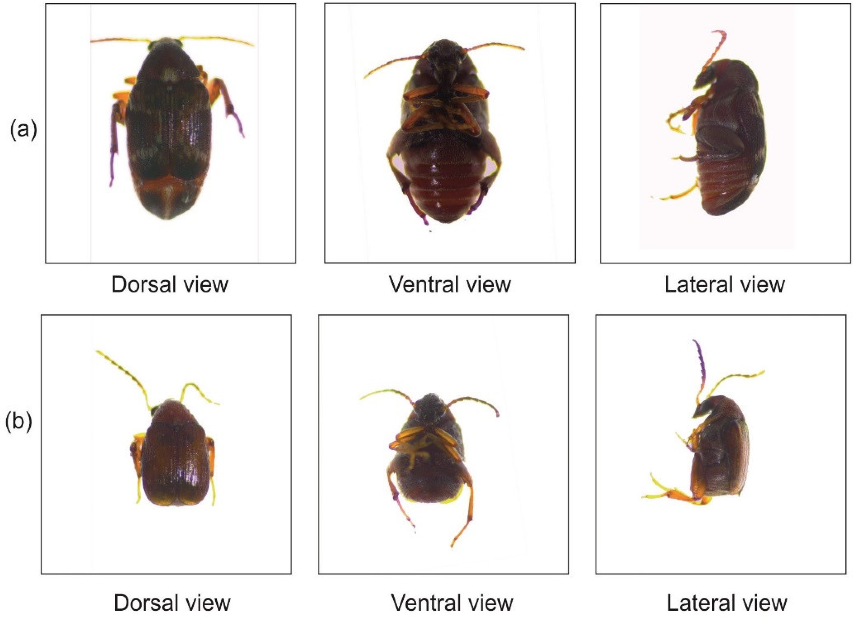 Agriculture 12 01050 g001 Agriculture 12 01050 g001