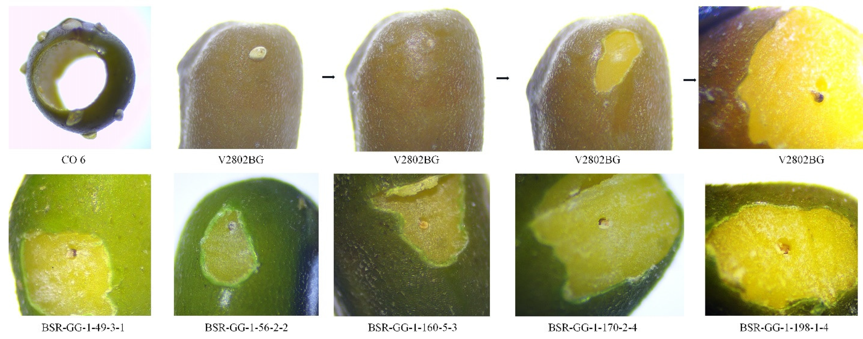 Agriculture 12 01050 g004 Agriculture 12 01050 g004