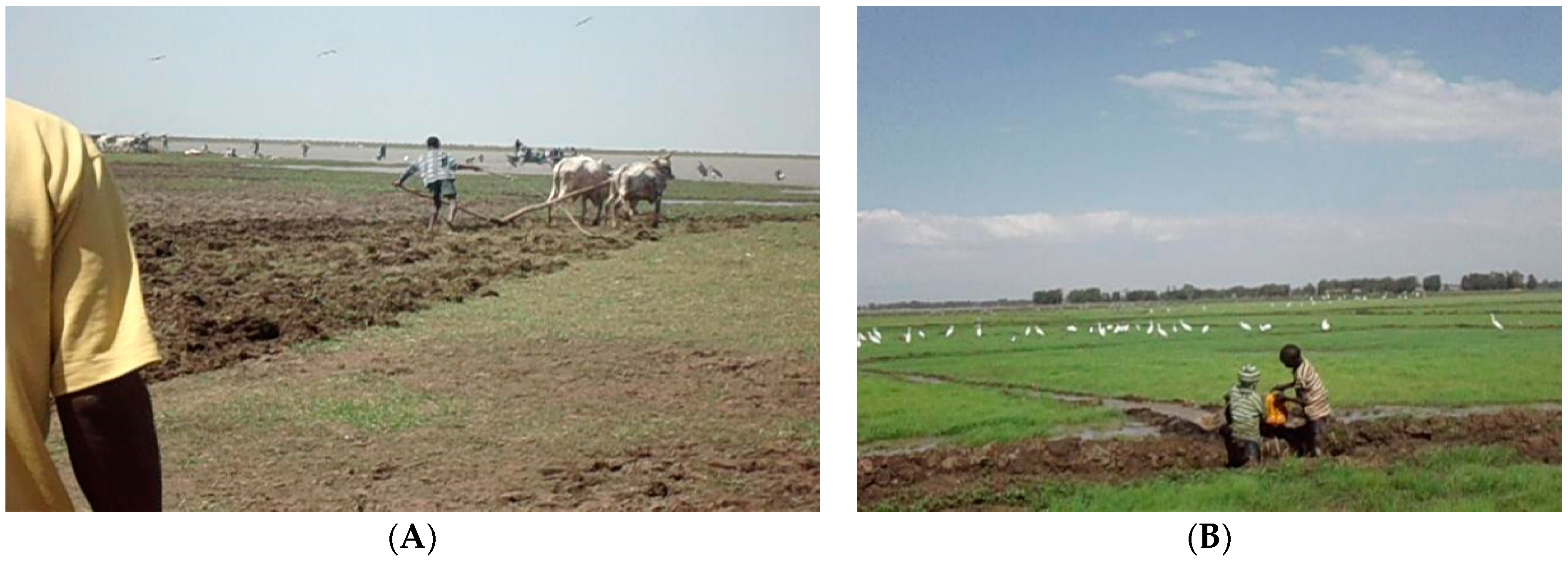 Agriculture 12 01055 g006