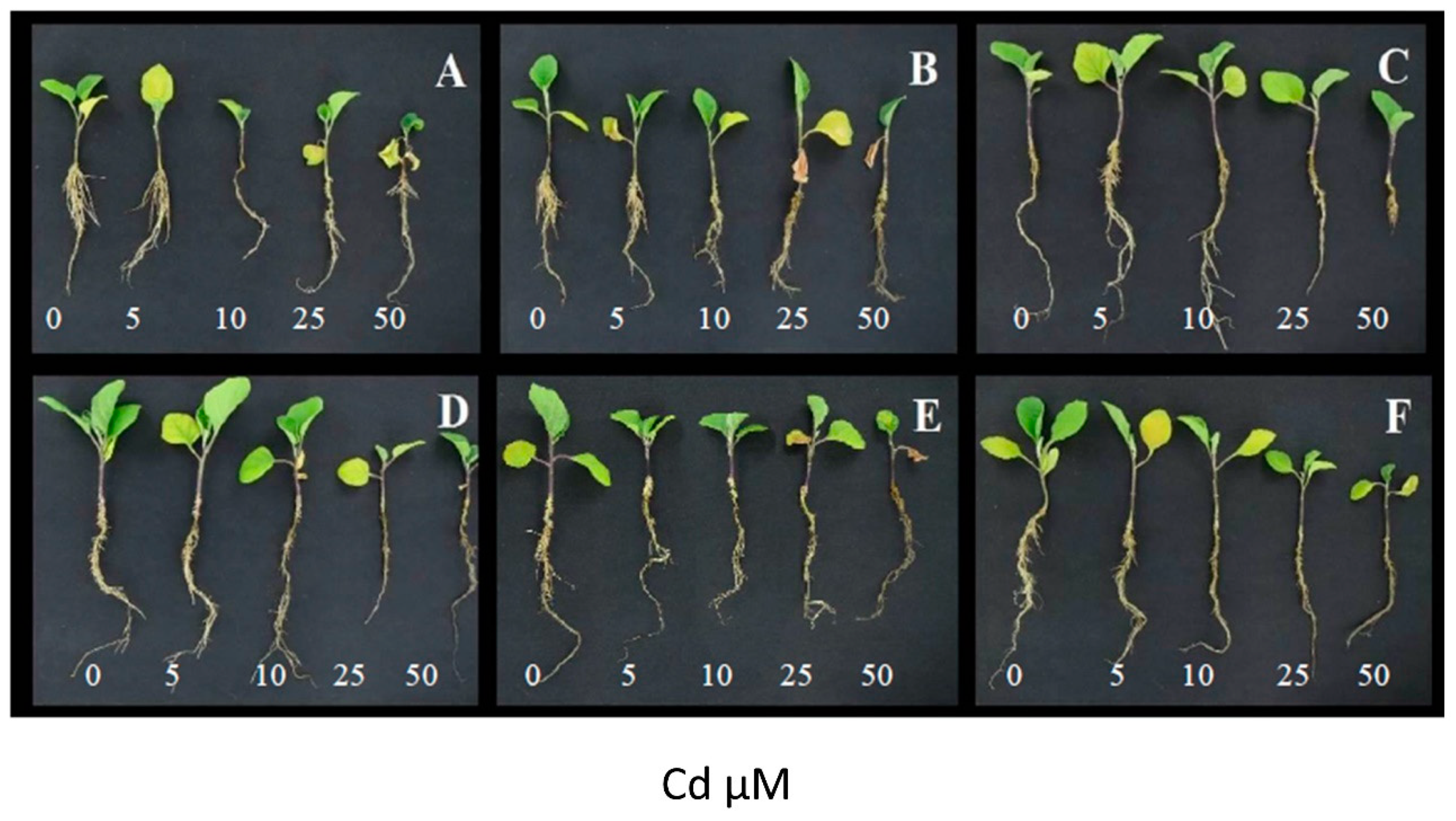 Agriculture 12 01059 g002 Agriculture 12 01059 g002