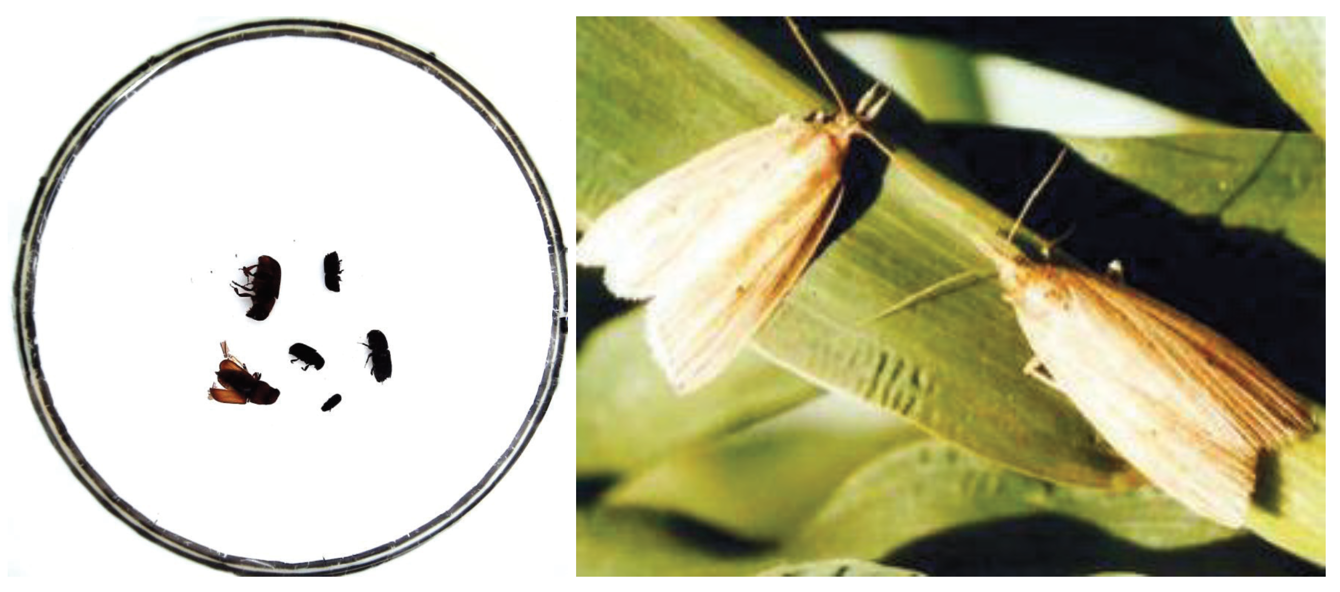 Agriculture 12 01065 g003 550