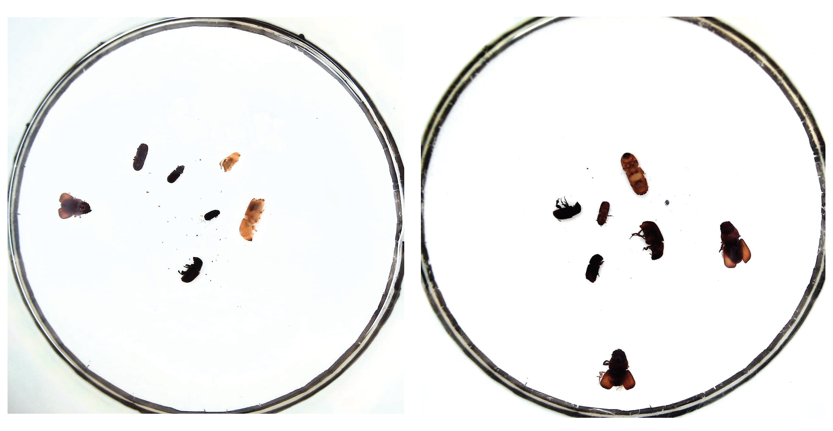 Agriculture 12 01065 g004 550