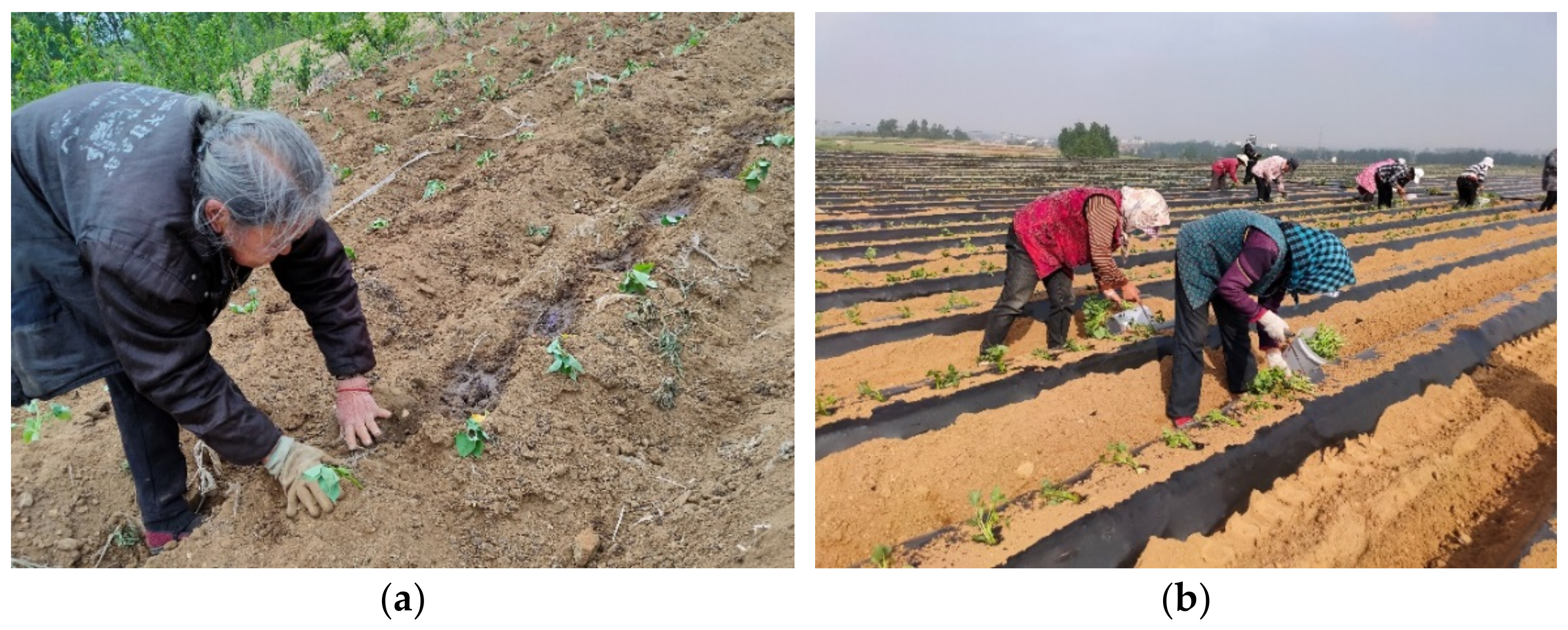 Agriculture 12 01184 g001 Agriculture 12 01184 g001