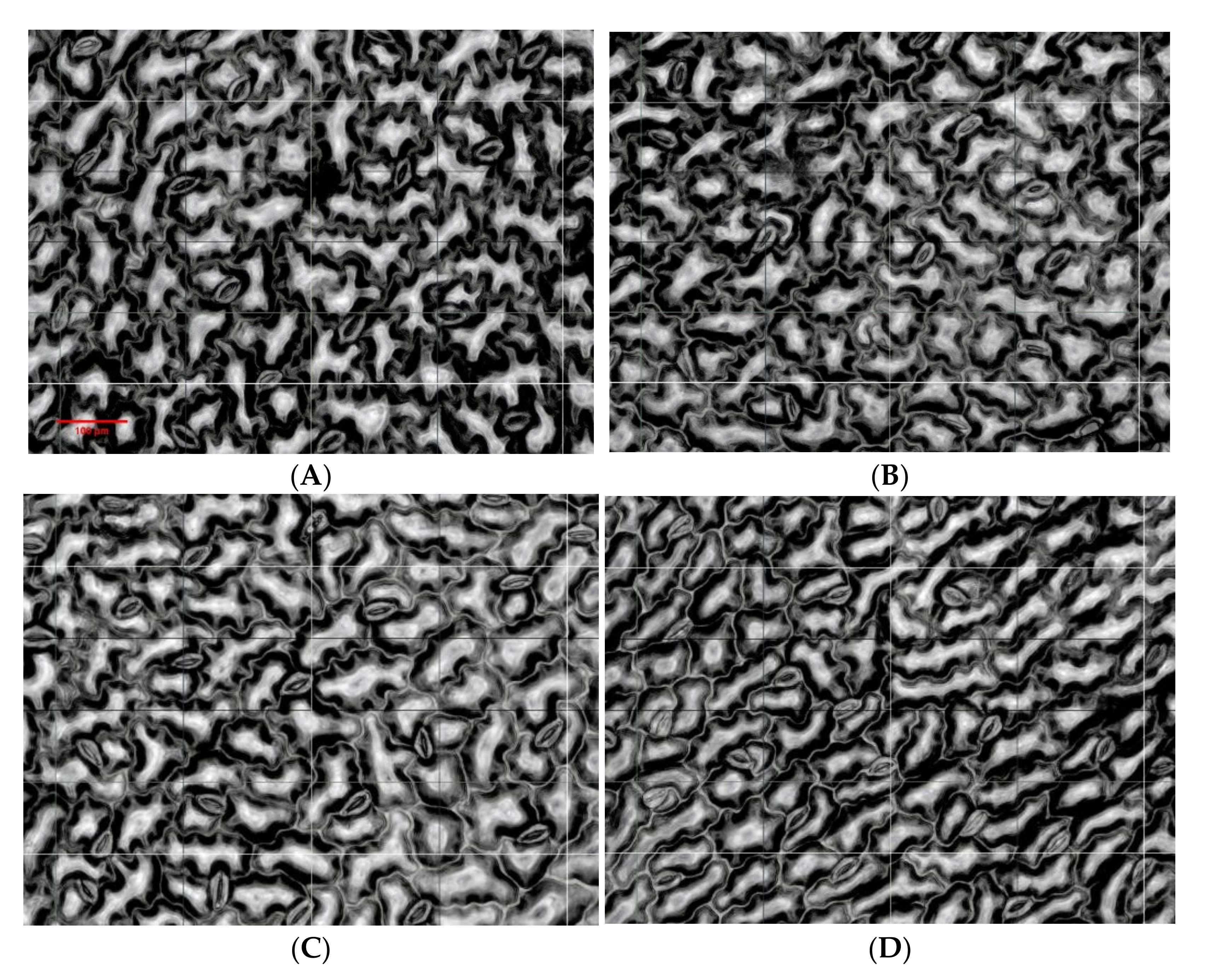 Agriculture 12 01187 g004 550