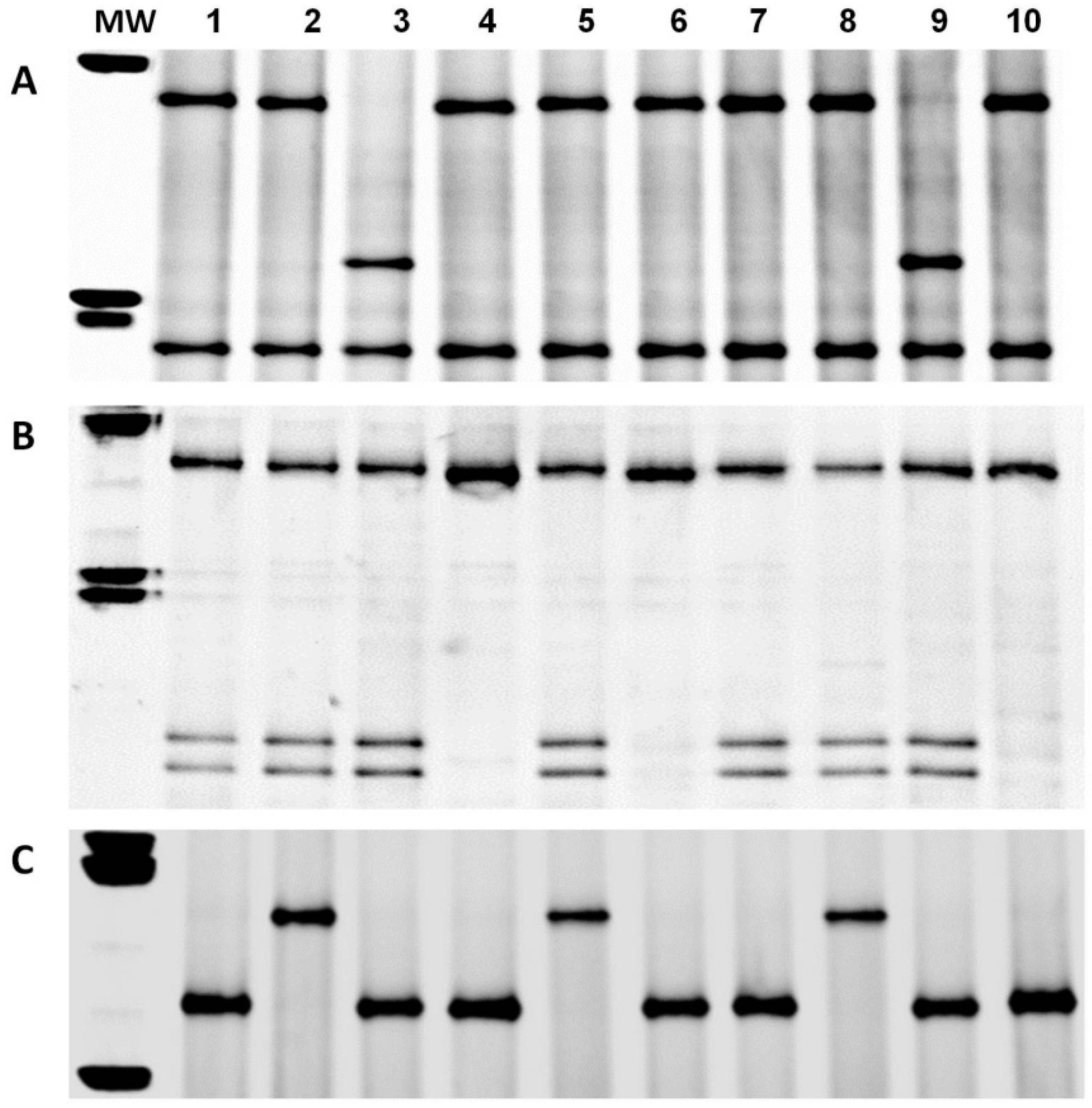 Agriculture 12 01196 g004 Agriculture 12 01196 g004