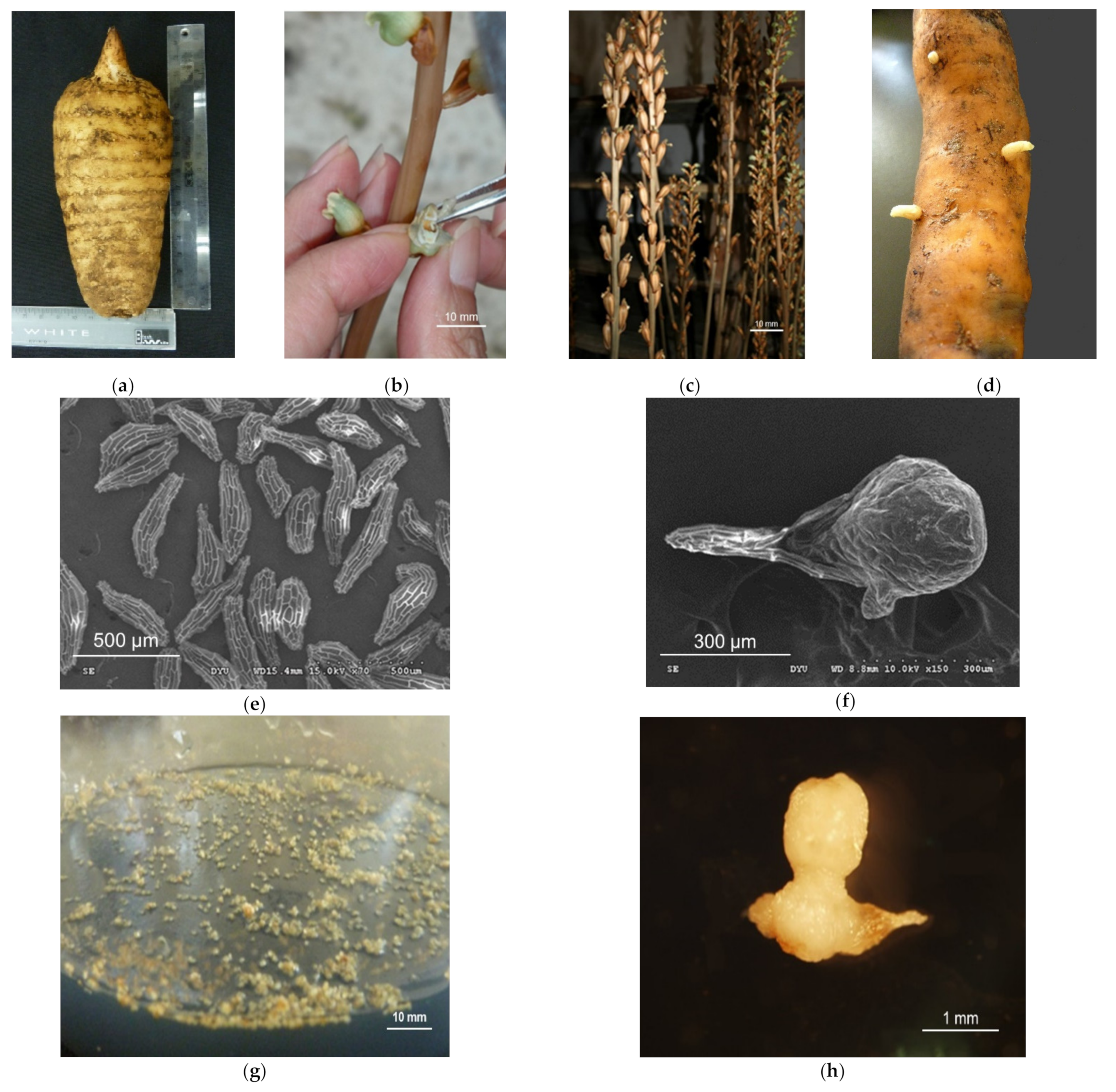 Agriculture 12 01210 g001