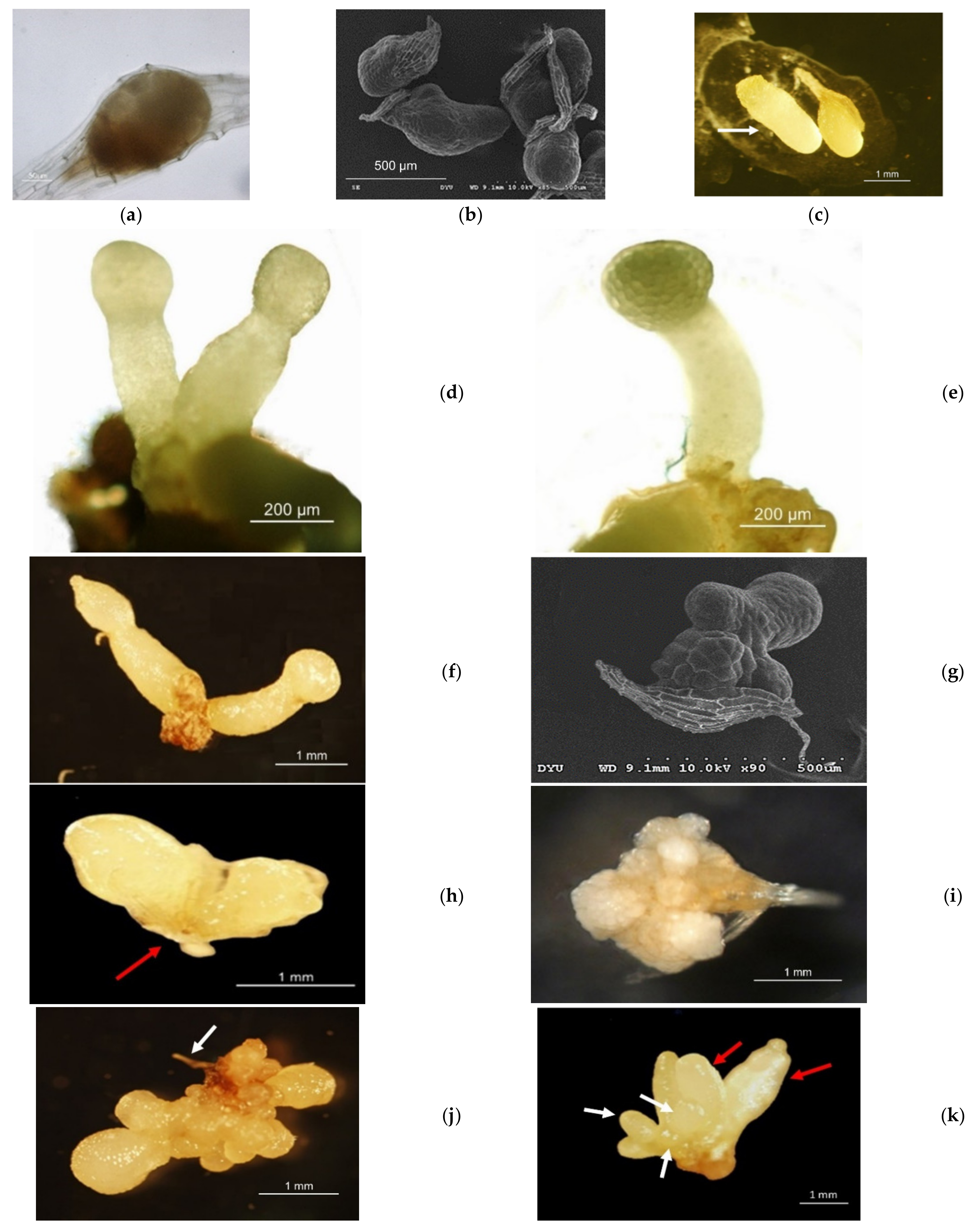 Agriculture 12 01210 g002a