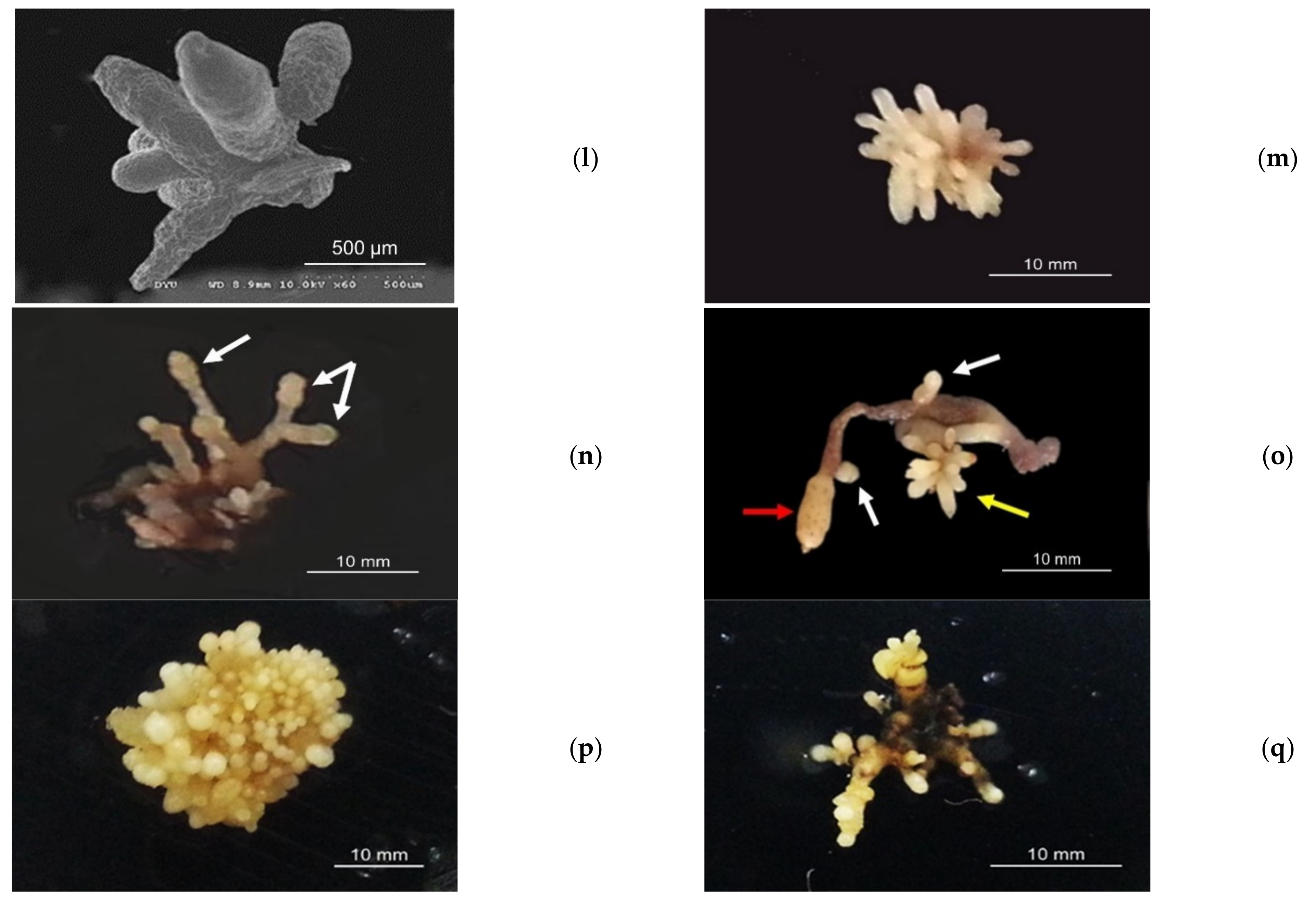 Agriculture 12 01210 g002b