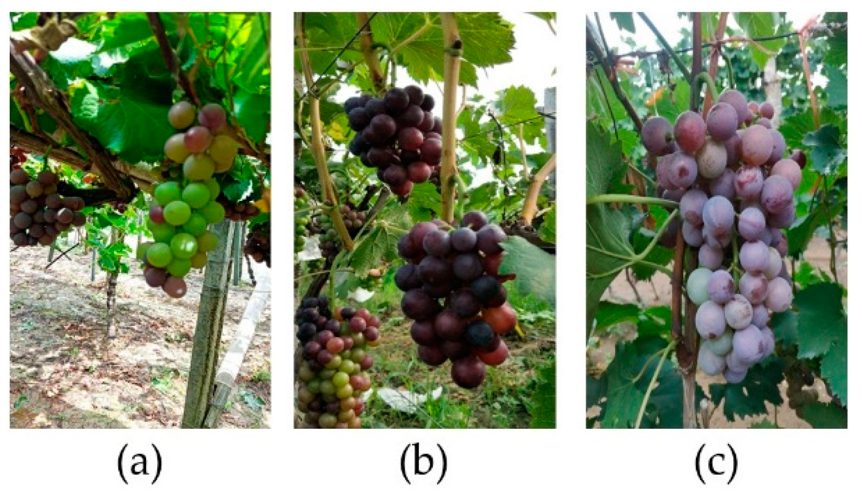 Agriculture 12 01242 g001