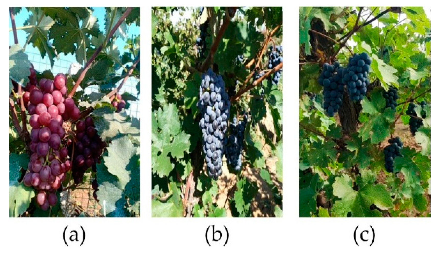 Agriculture 12 01242 g003