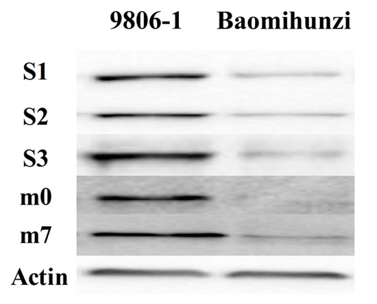 Isoquercetin Ameliorates Cerebral Impairment in Focal Ischemia Through  Anti-Oxidative, Anti-Inflammatory, and Anti-Apoptotic Effects in Primary  Culture of Rat Hippocampal Neurons and Hippocampal CA1 Region of Rats |  Molecular Neurobiology