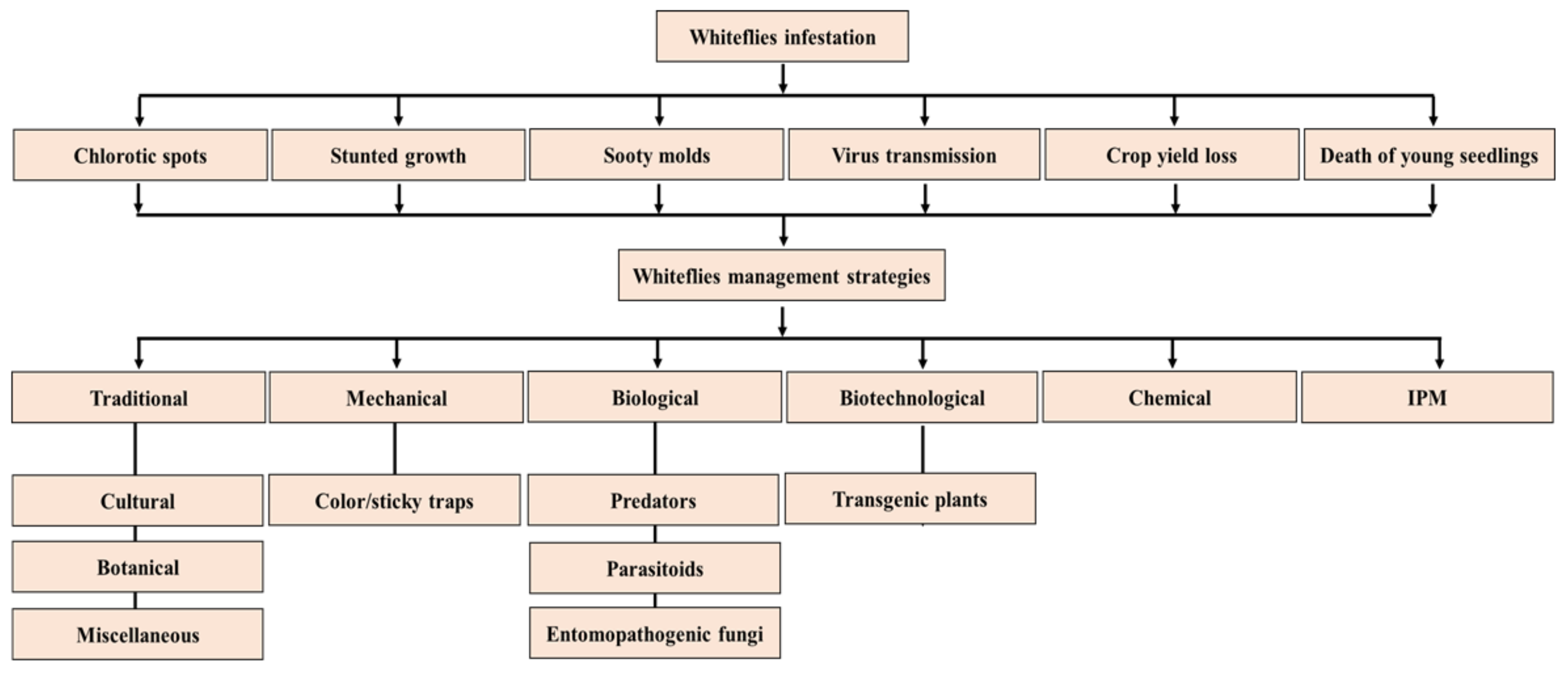 Methods for the Extraction of Endosymbionts from the Whitefly