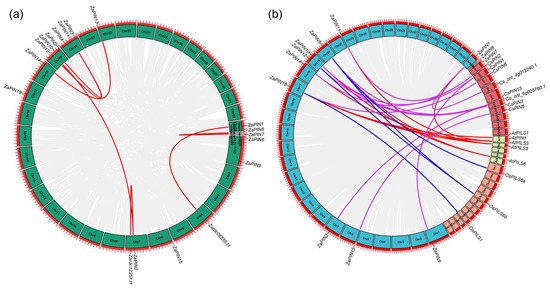 Genome-Wide Identification and Expression Analysis of the